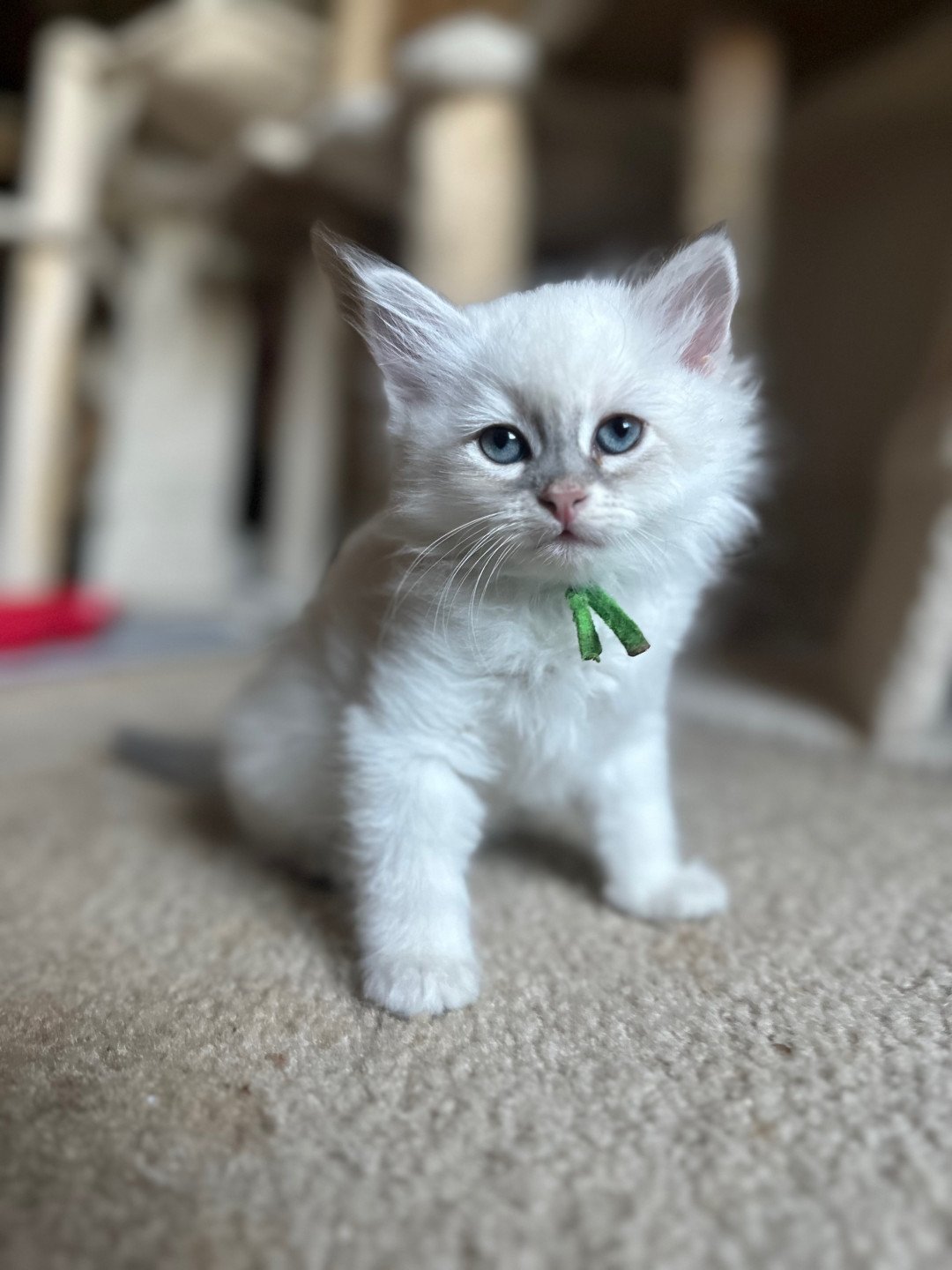 kitten Siberian Cat blue point Green Collar (Lirra B) Spellbound Siberian Cats