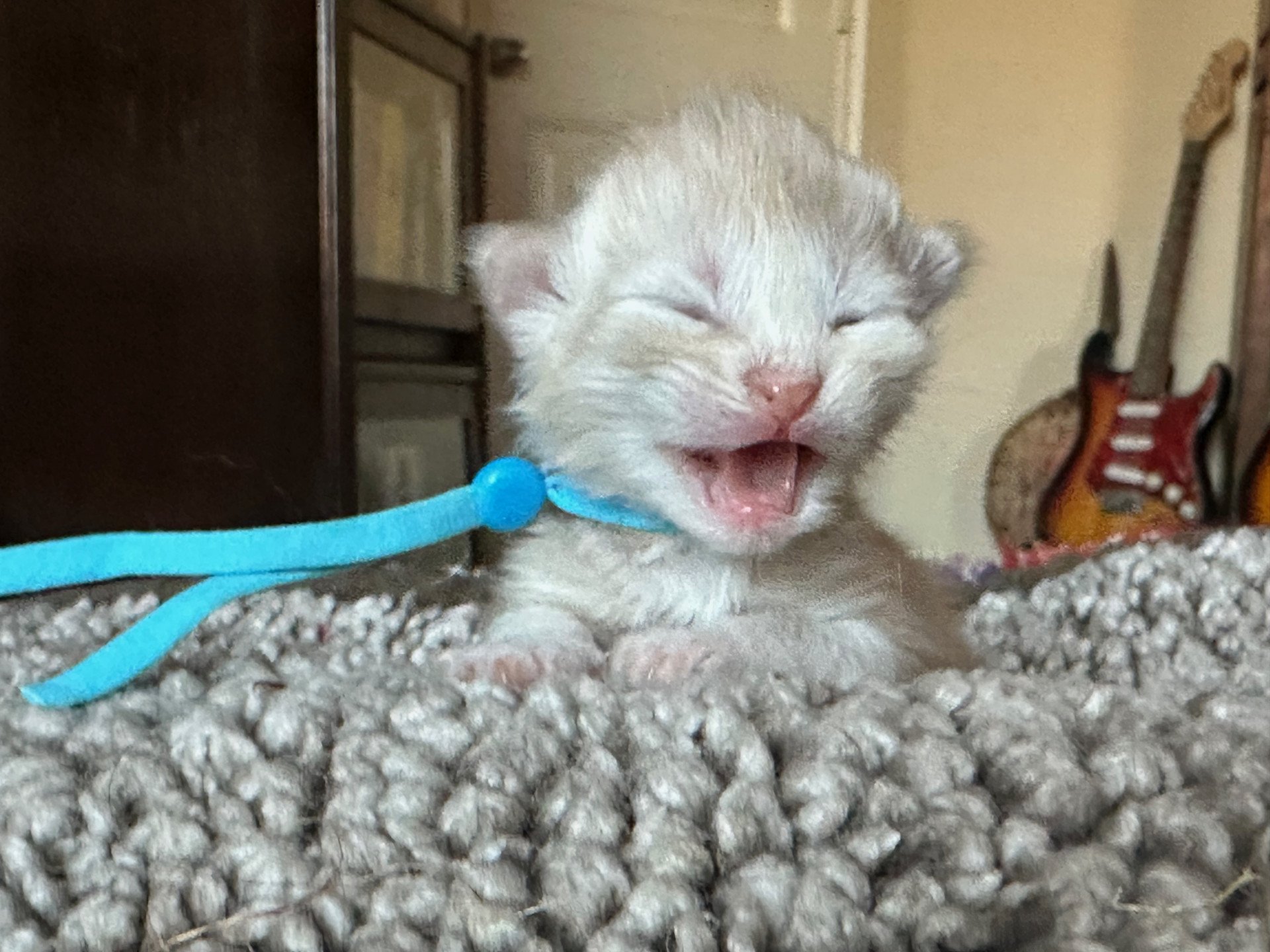 kitten Siberian Cat red tabby Bright Blue Collar (Lirra B) Spellbound Siberian Cats