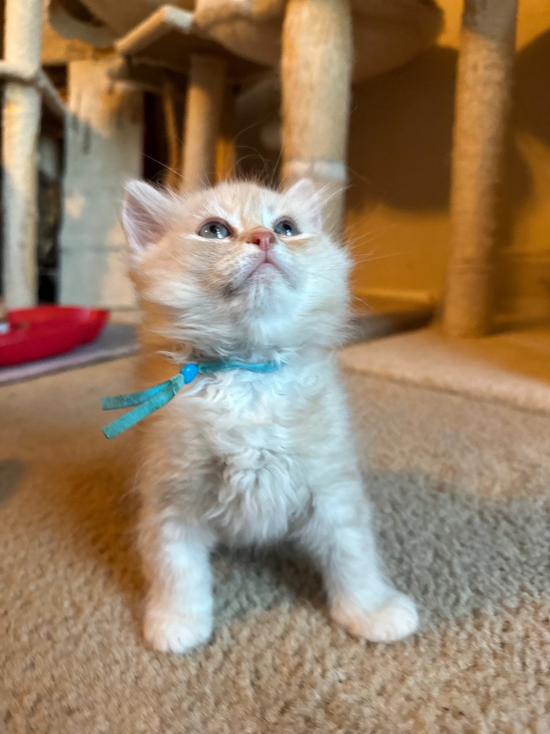 kitten Siberian Cat red tabby Bright Blue Collar (Lirra B) Spellbound Siberian Cats
