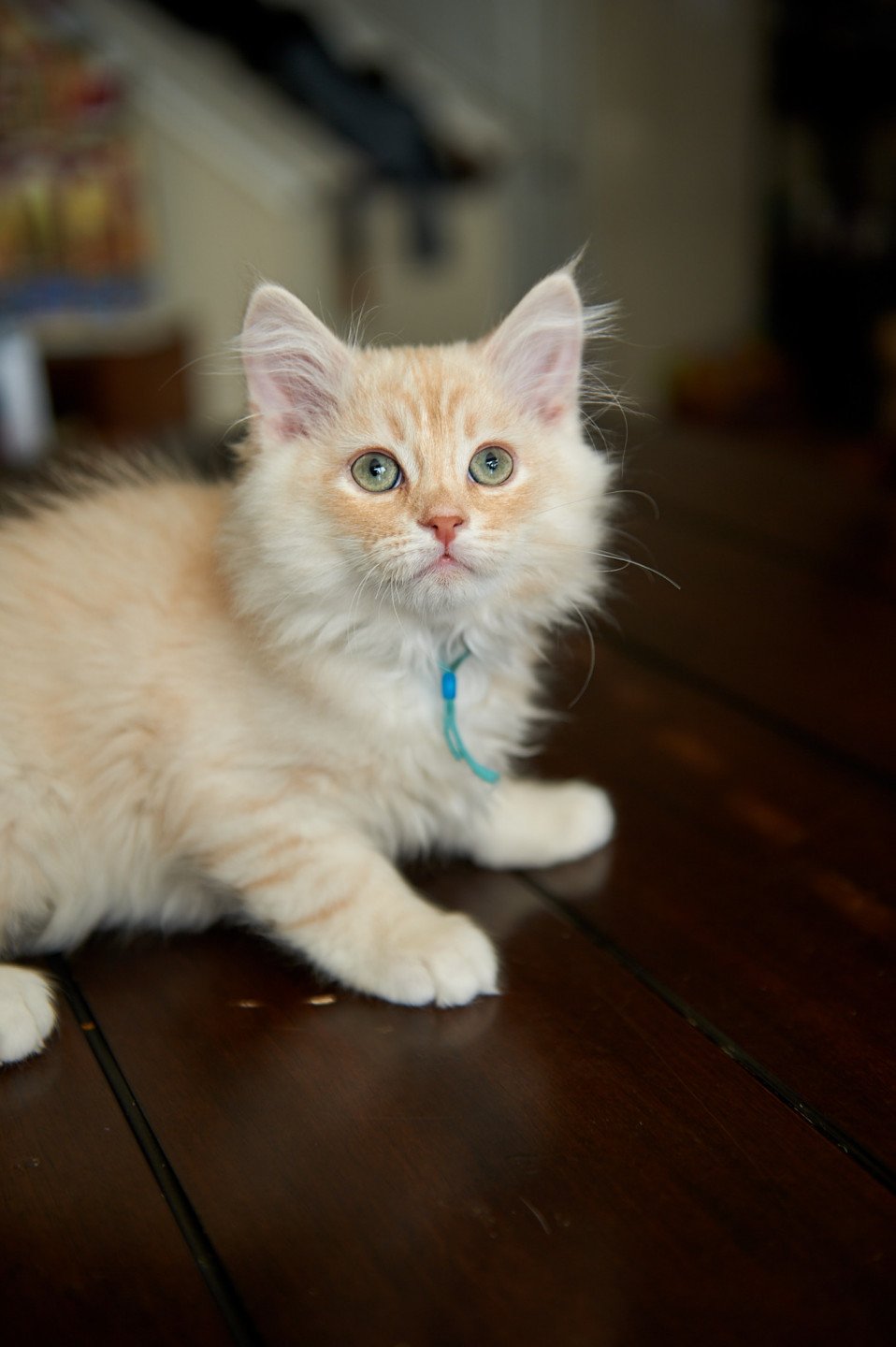 kitten Siberian Cat red tabby Bright Blue Collar (Lirra B) Spellbound Siberian Cats