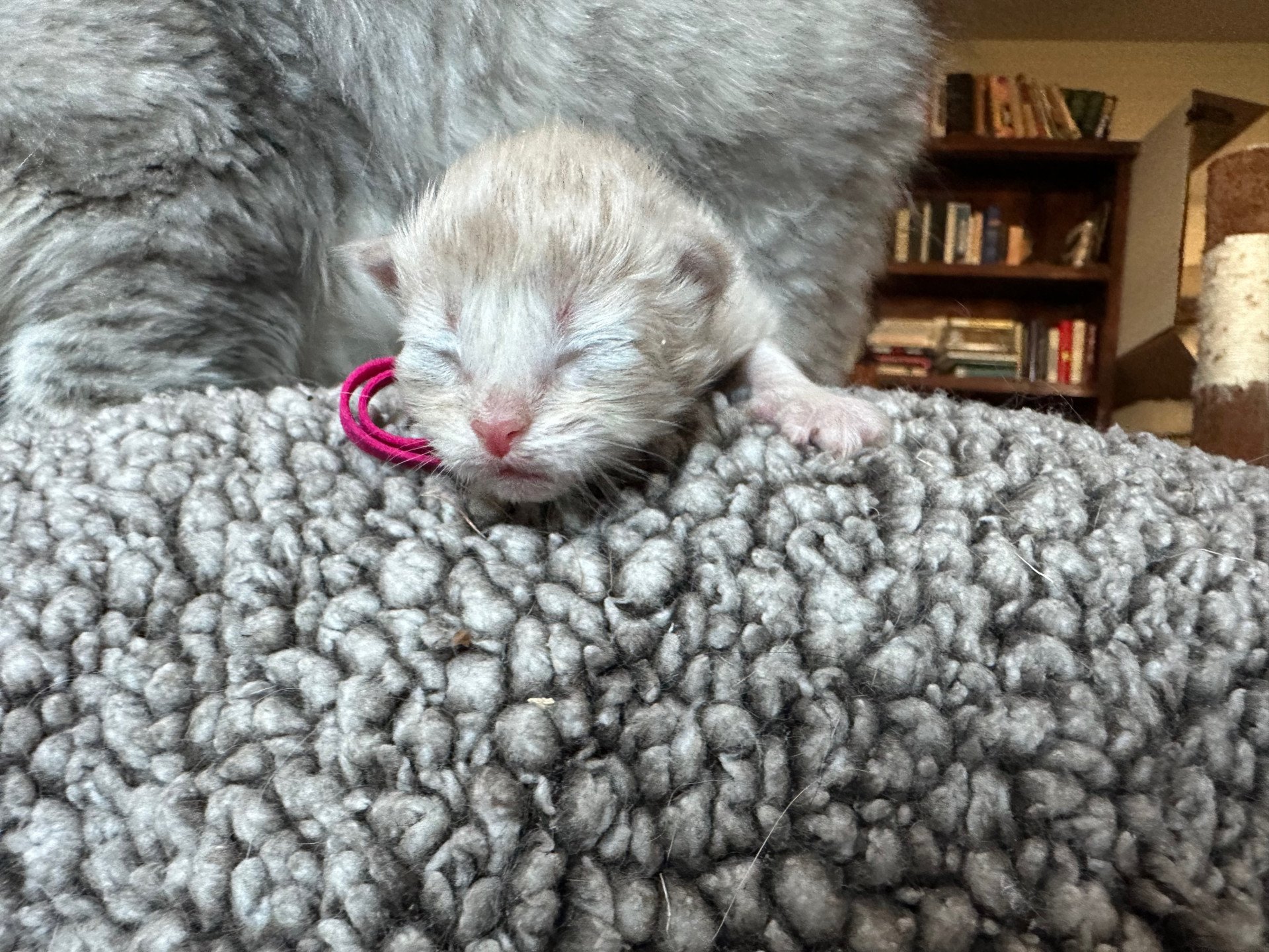 kitten Siberian Cat red tabby Bright Pink Collar (Lirra B) Spellbound Siberian Cats