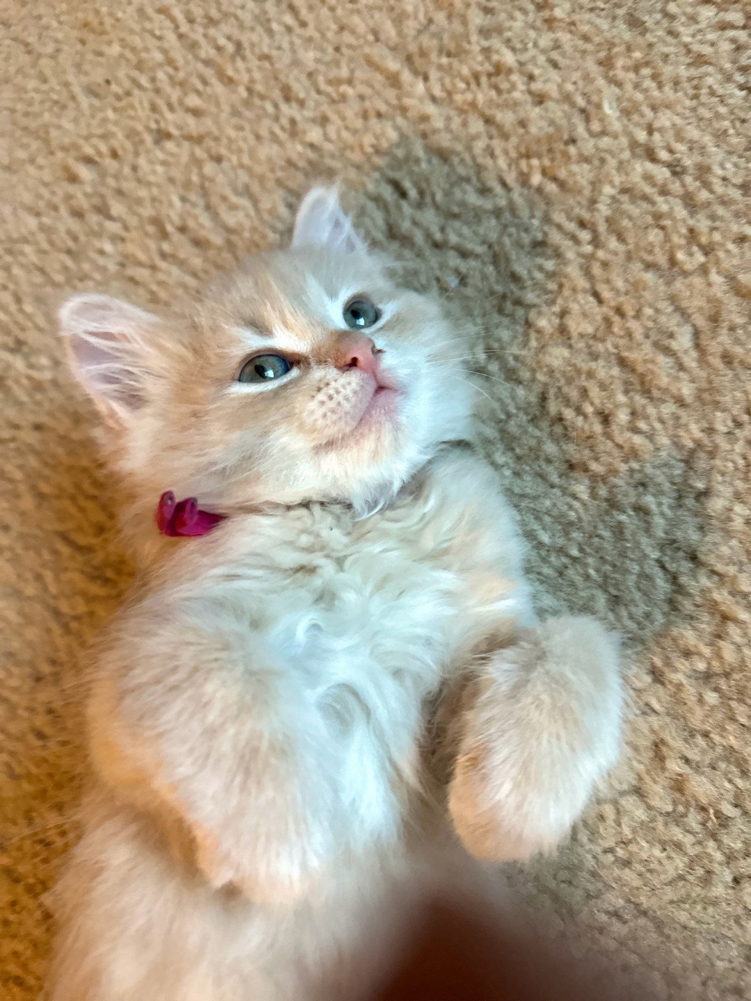 kitten Siberian Cat red tabby Bright Pink Collar (Lirra B) Spellbound Siberian Cats