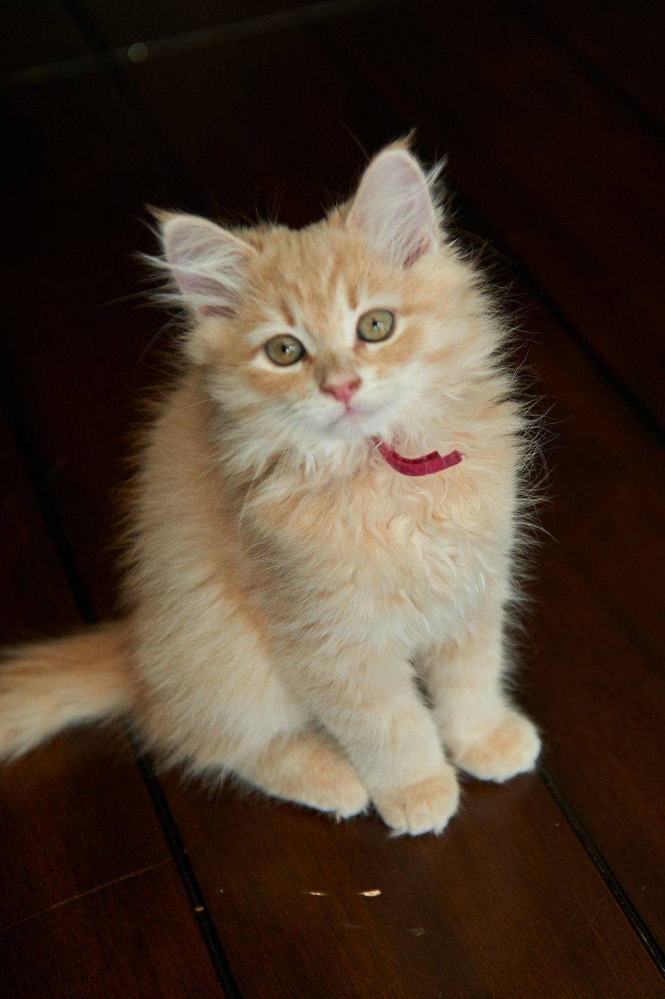 kitten Siberian Cat red tabby Bright Pink Collar (Lirra B) Spellbound Siberian Cats