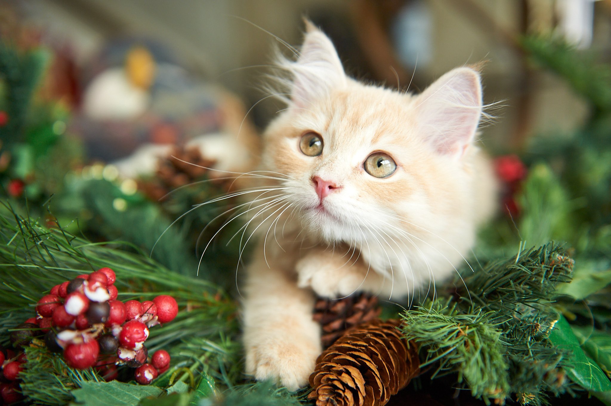 kitten Siberian Cat red tabby Bright Pink Collar (Lirra B) Spellbound Siberian Cats