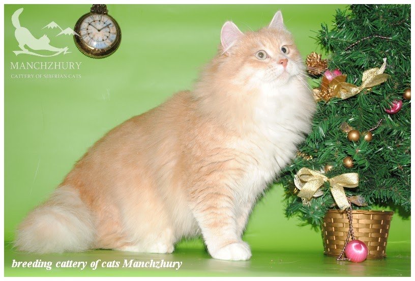 cat Siberian Cat cream white spotted tabby CH ZEFIRCHIK MANCHZHURY Spellbound Siberian Cats