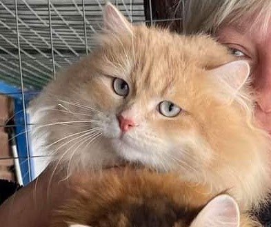 cat Siberian Cat cream white spotted tabby CH ZEFIRCHIK MANCHZHURY Spellbound Siberian Cats
