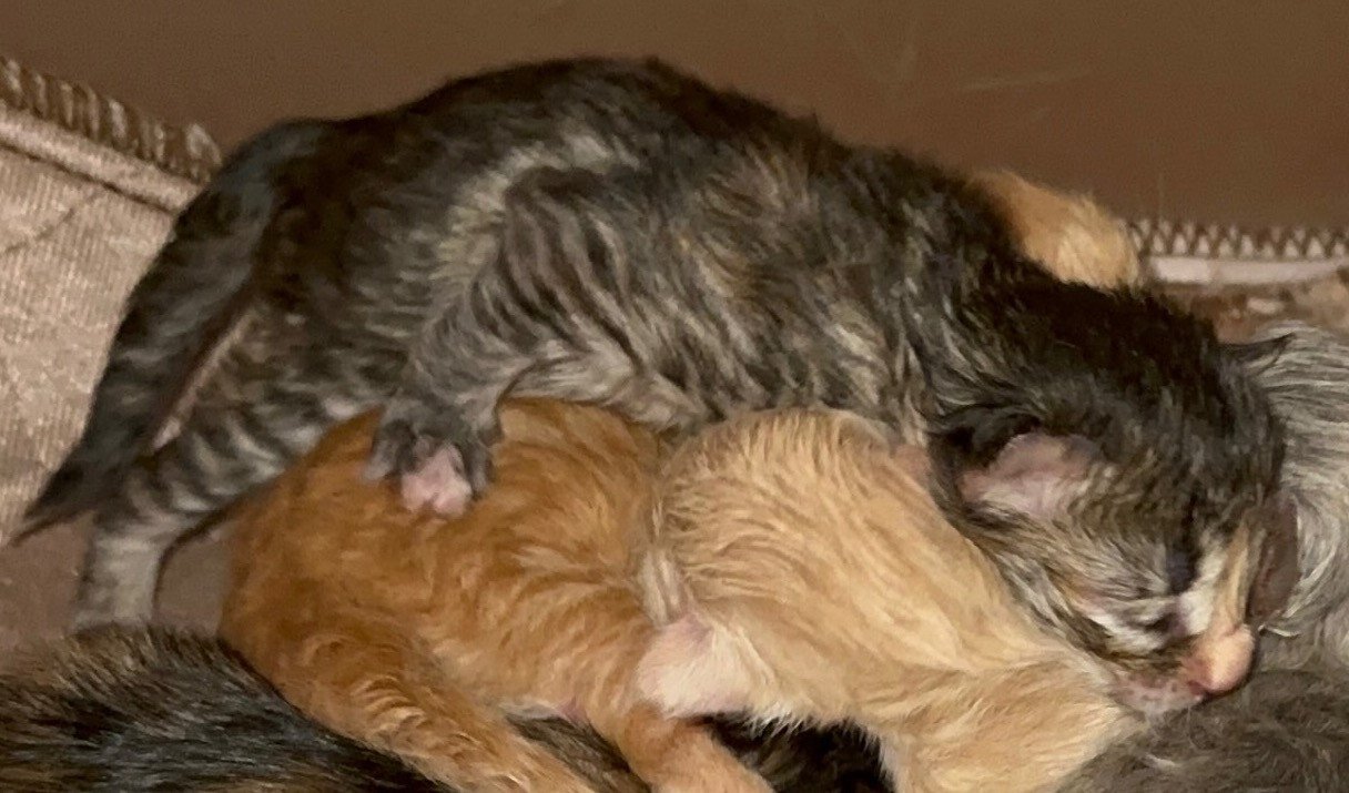 kitten Siberian Cat blue cream tabby Female 2 (Nezabudka B) Spellbound Siberian Cats