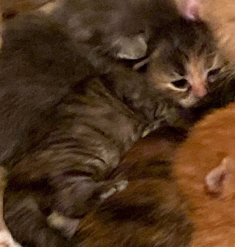 kitten Siberian Cat blue cream tabby Female 2 (Nezabudka B) Spellbound Siberian Cats