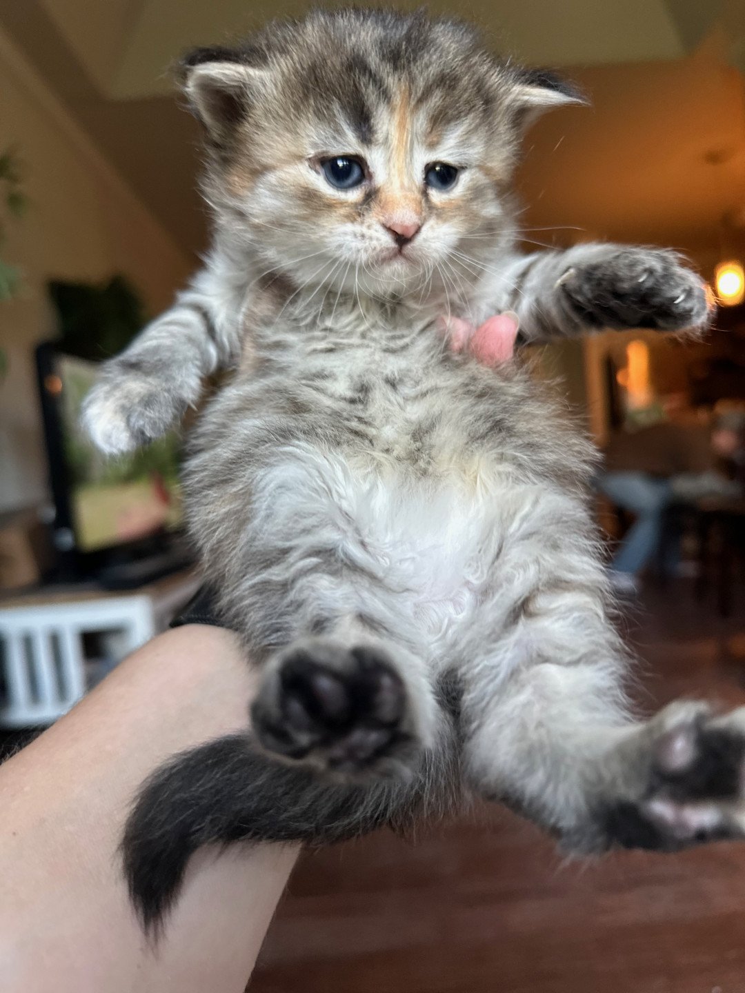 kitten Siberian Cat blue cream tabby Female 2 (Nezabudka B) Spellbound Siberian Cats