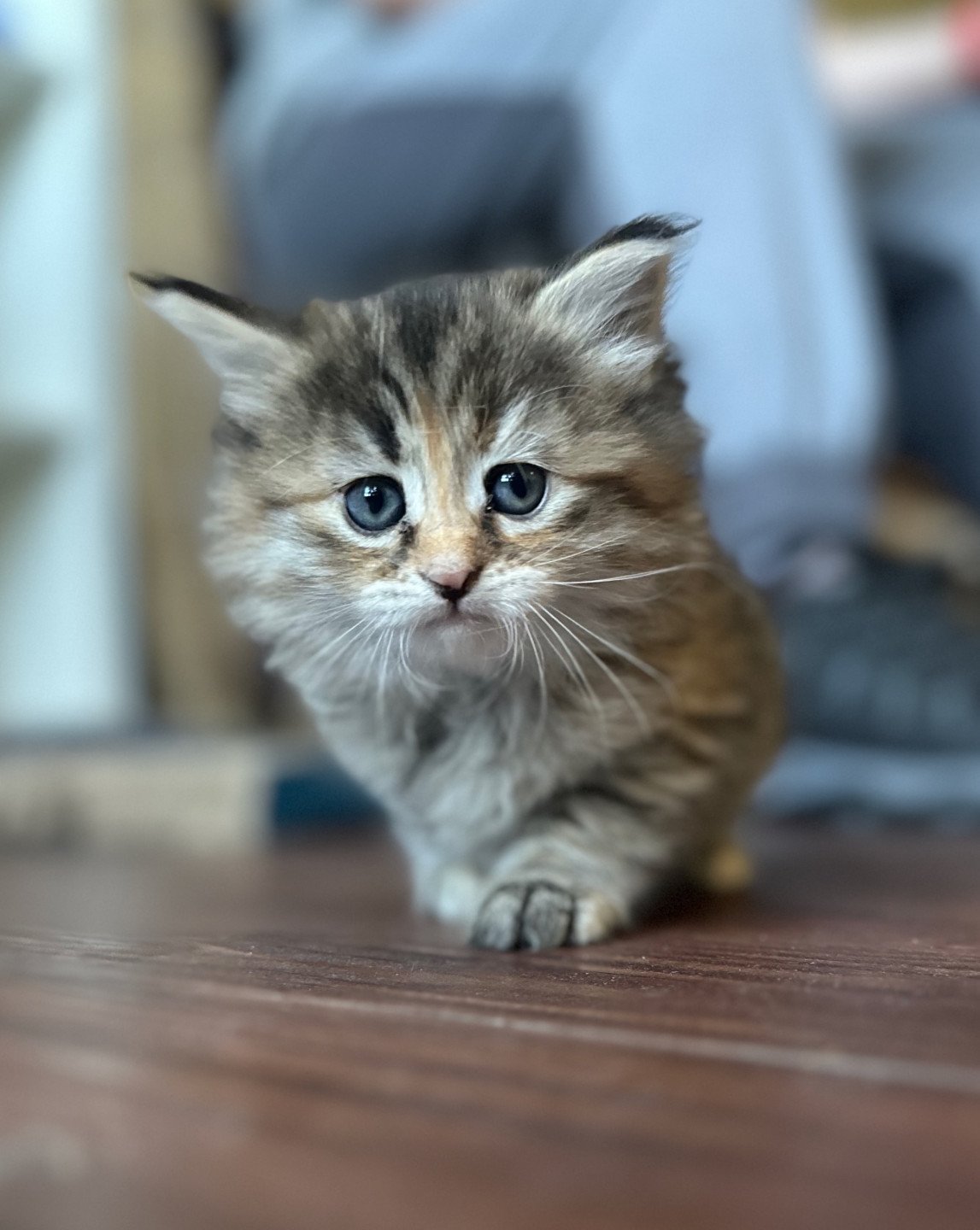 kitten Siberian Cat blue cream tabby Female 2 (Nezabudka B) Spellbound Siberian Cats