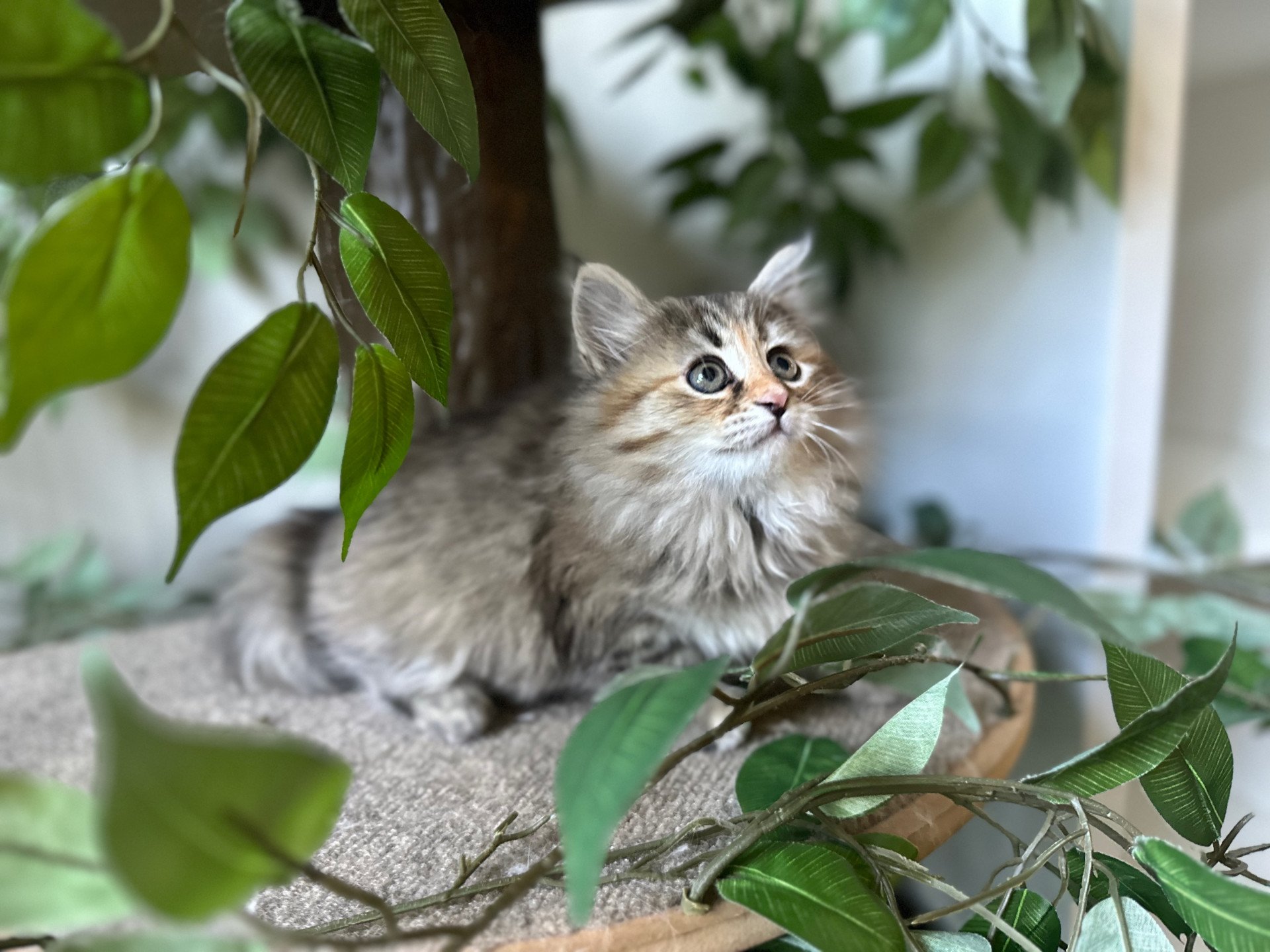 kitten Siberian Cat blue cream tabby Female 2 (Nezabudka B) Spellbound Siberian Cats