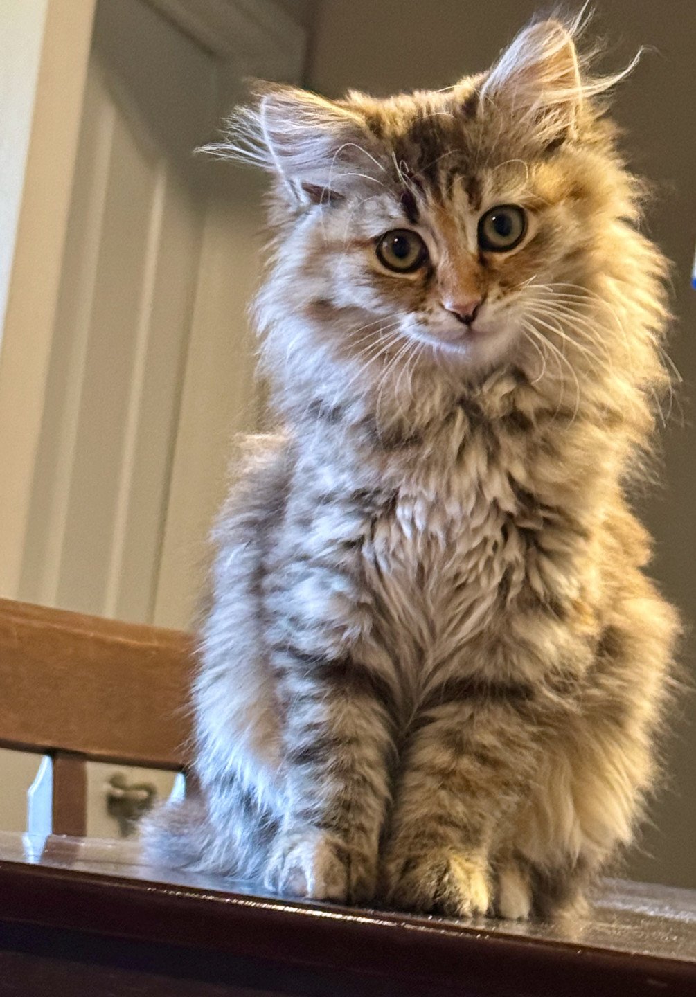 kitten Siberian Cat blue cream tabby Female 2 (Nezabudka B) Spellbound Siberian Cats