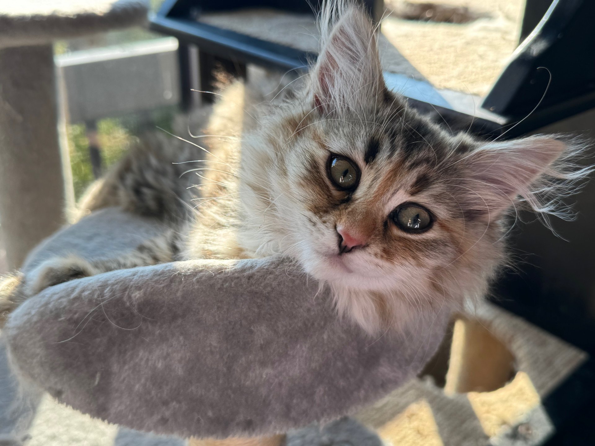 kitten Siberian Cat blue cream tabby Female 2 (Nezabudka B) Spellbound Siberian Cats