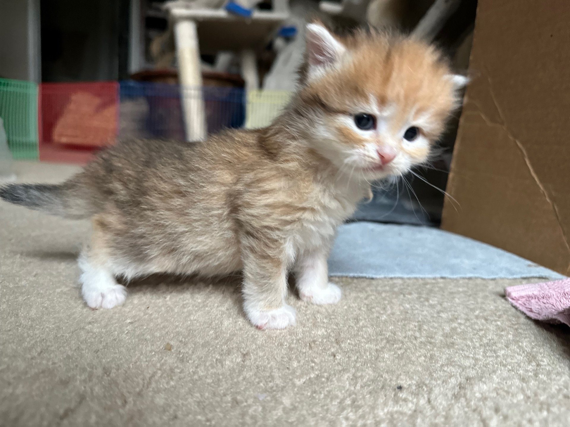 kitten Siberian Cat black white golden tabby Female 3 (aria I) White Collar Spellbound Siberian Cats