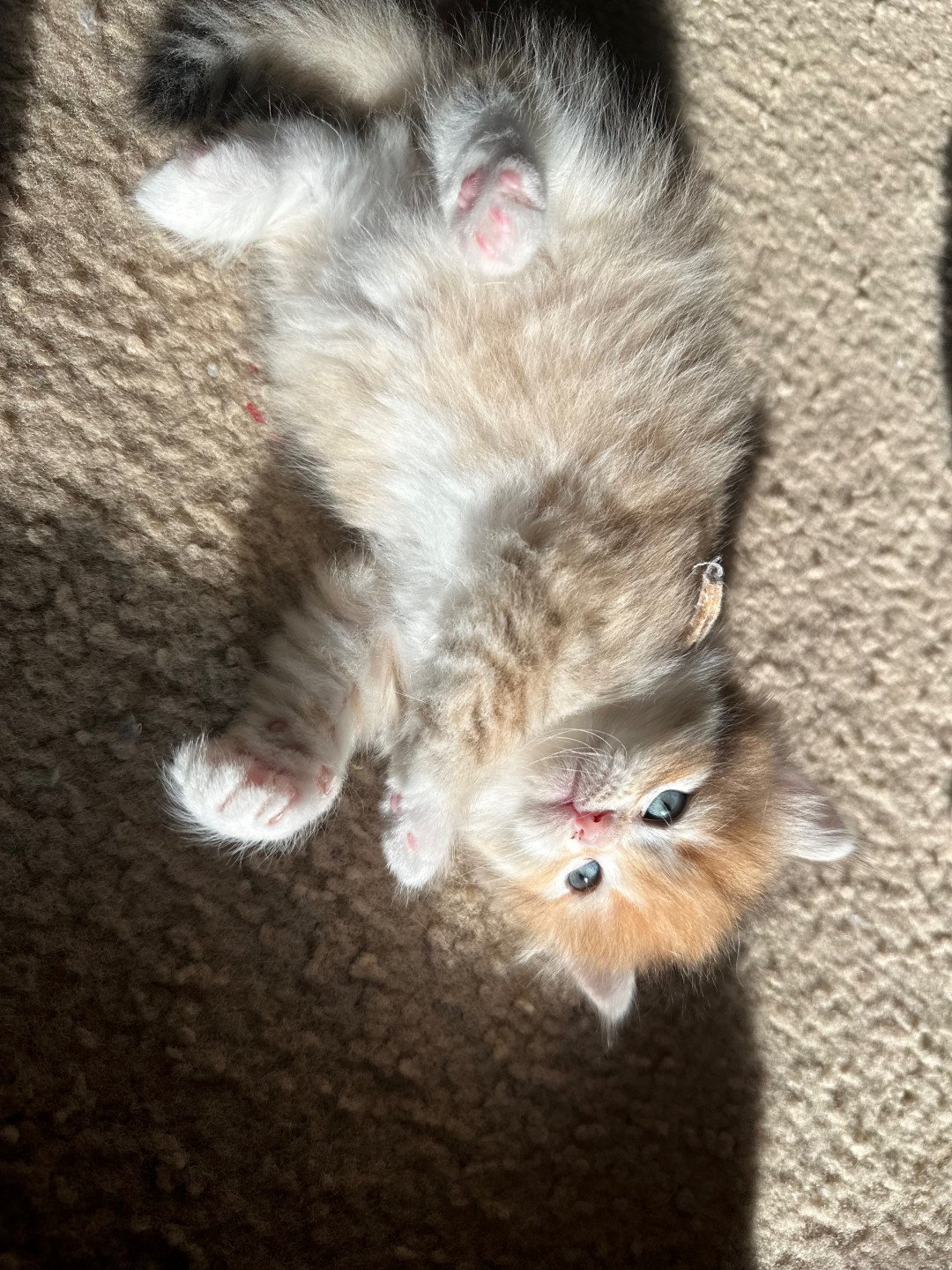 kitten Siberian Cat black white golden tabby Female 3 (aria I) White Collar Spellbound Siberian Cats