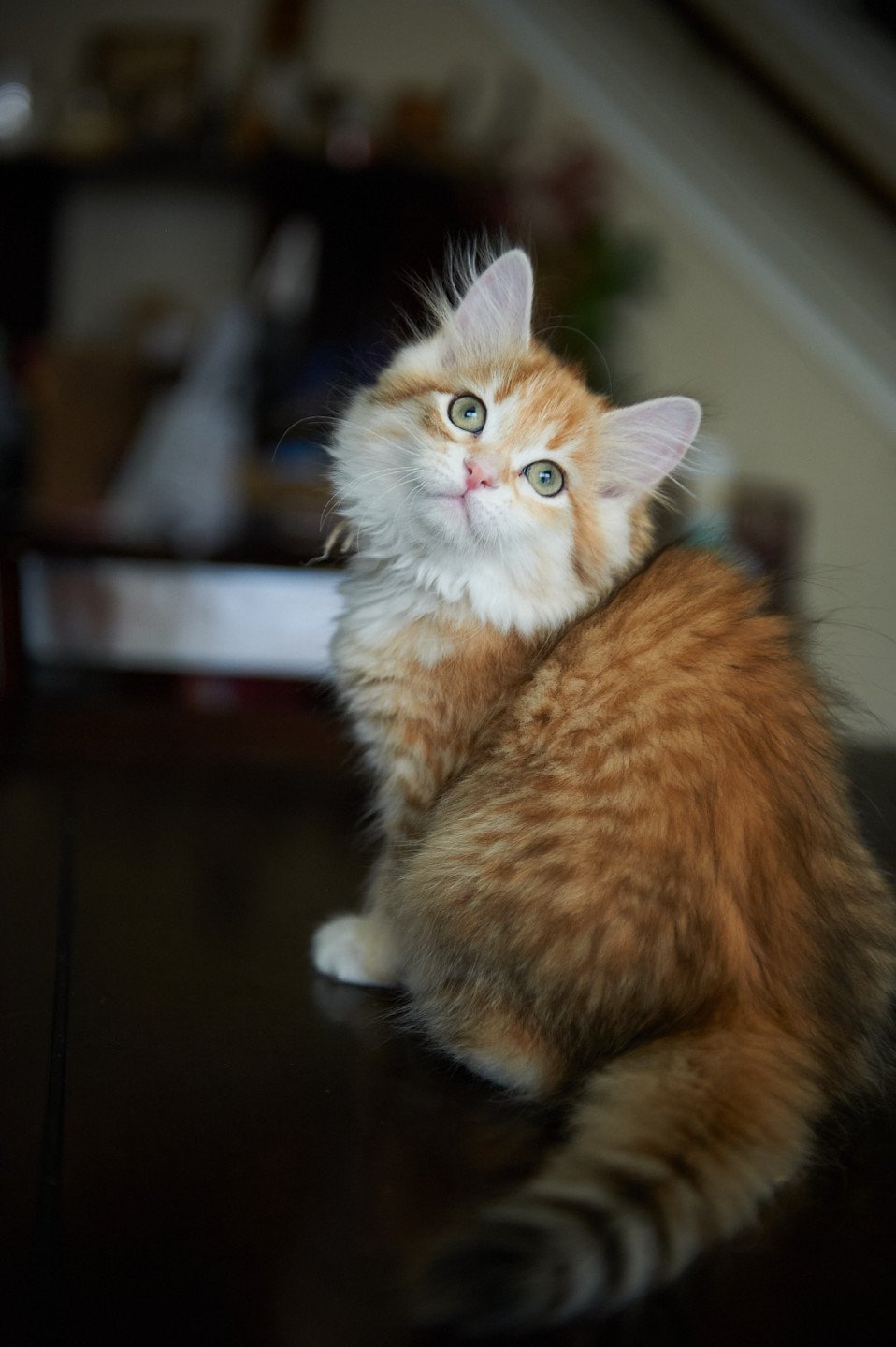 kitten Siberian Cat black white golden tabby Female 3 (Aria I) White Collar Spellbound Siberian Cats