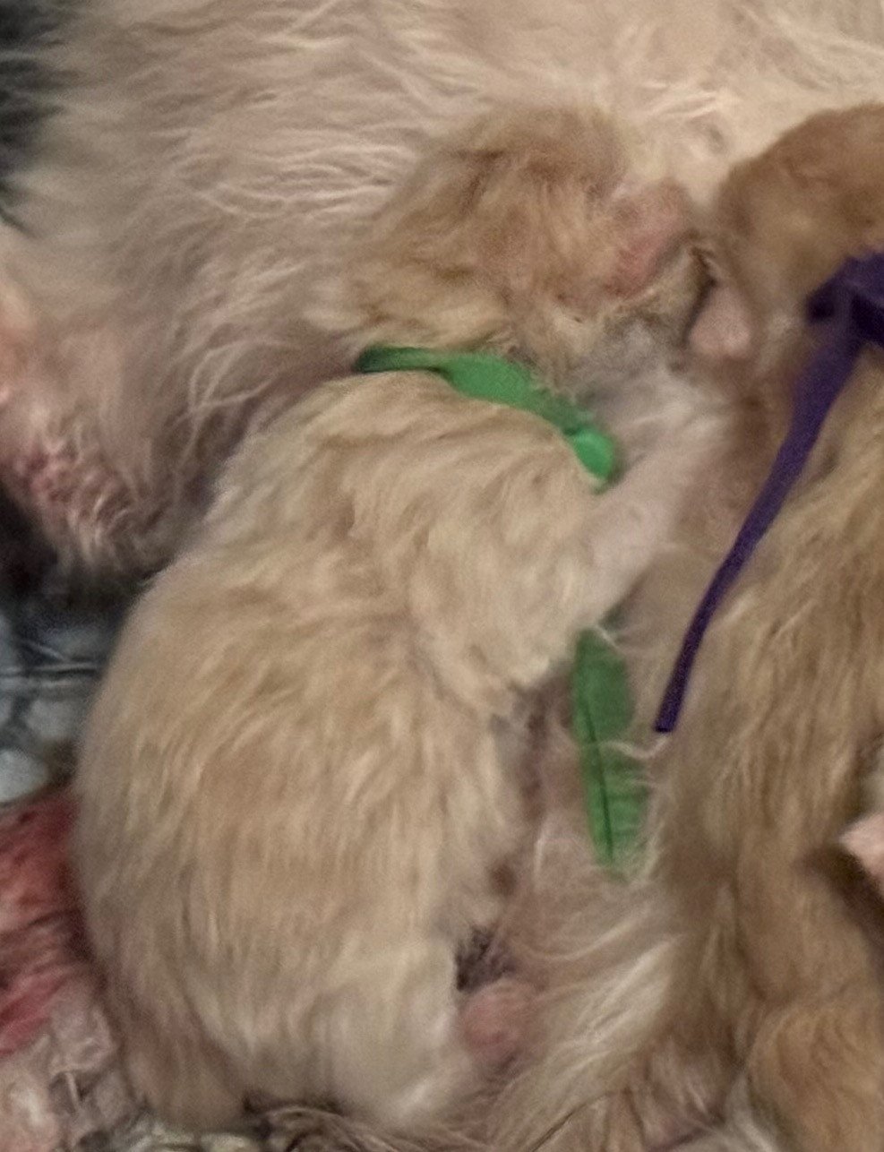 kitten Siberian Cat red tabby GREEN collar (Lirra C) Spellbound Siberian Cats