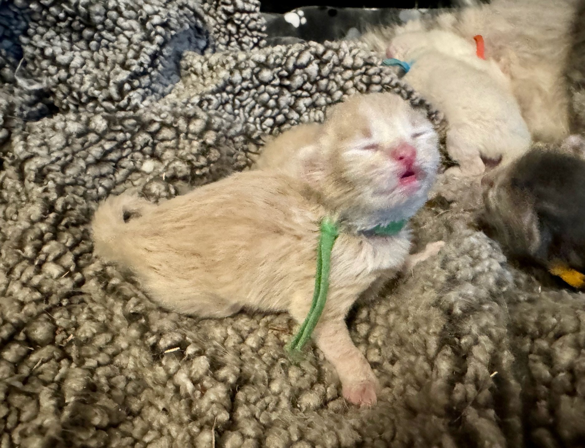 kitten Siberian Cat red tabby GREEN collar (Lirra C) Spellbound Siberian Cats