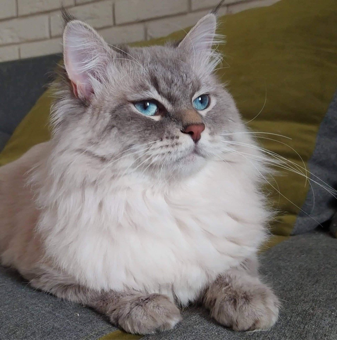 cat Siberian Cat blue tabby point Harley Spellbound Siberian Cats