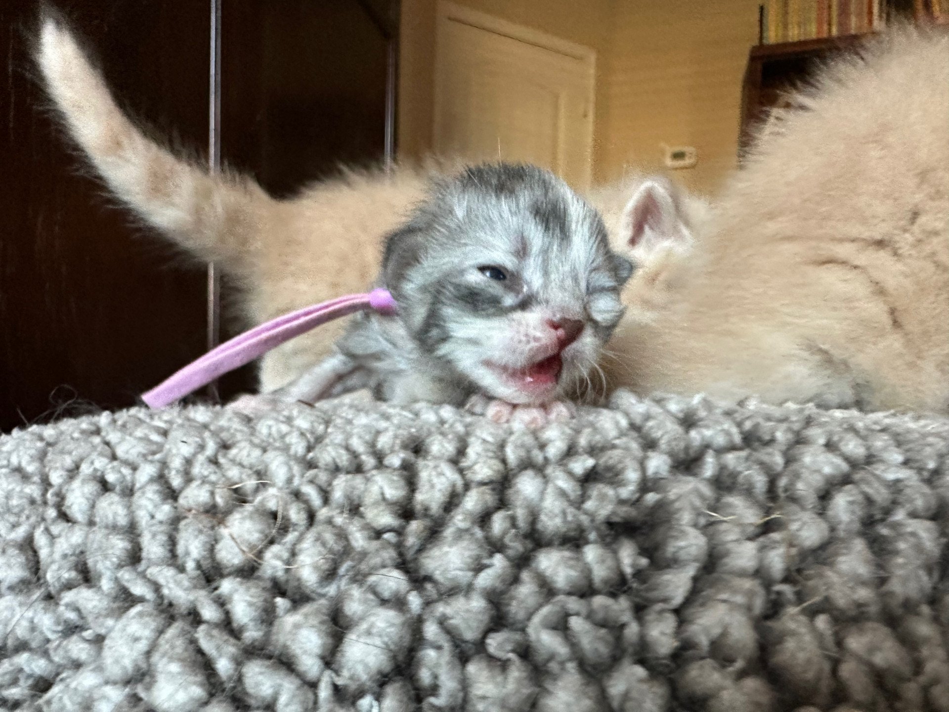 kitten Siberian Cat blue white tabby Lilac Collar (Lirra B) Spellbound Siberian Cats