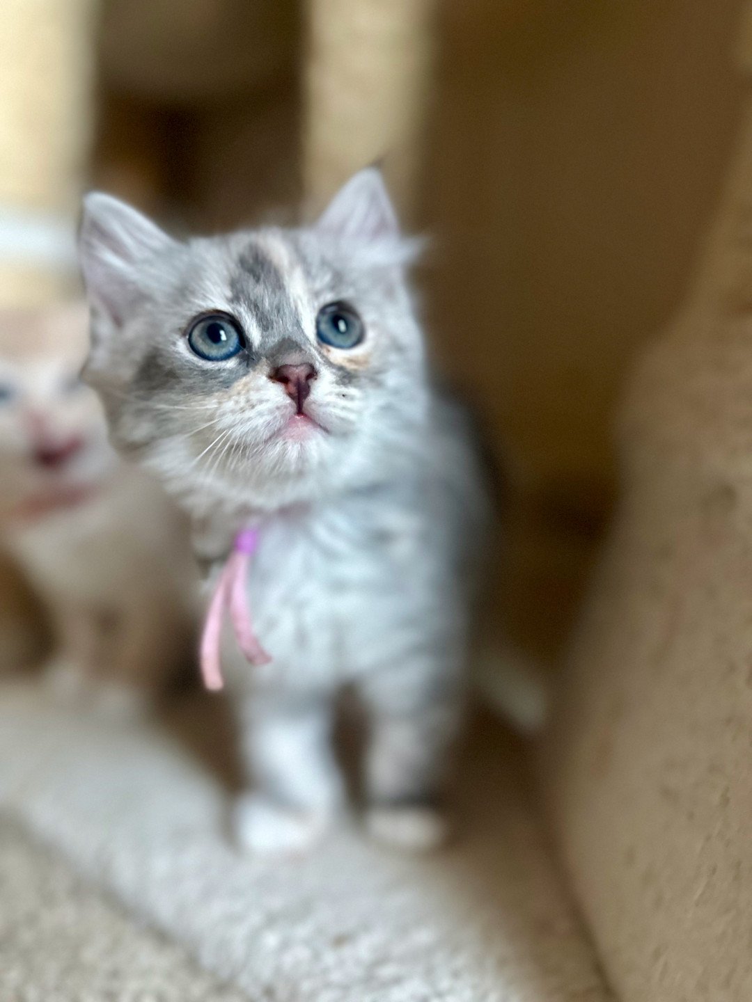 kitten Siberian Cat blue white tabby Lilac Collar (Lirra B) Spellbound Siberian Cats