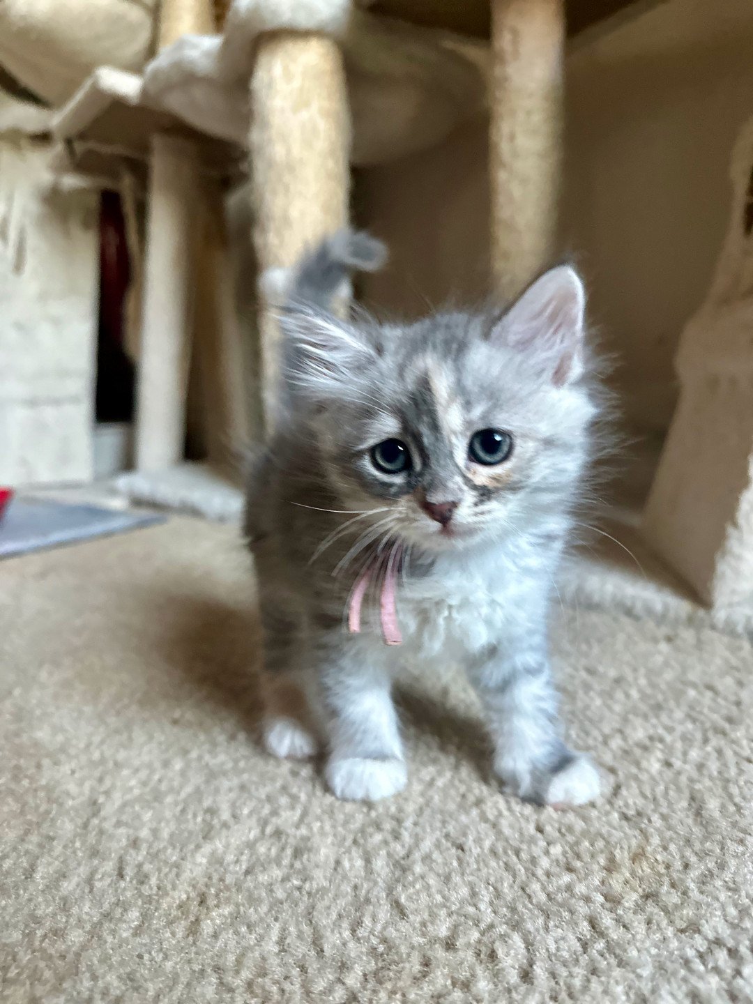 kitten Siberian Cat blue white tabby Lilac Collar (Lirra B) Spellbound Siberian Cats