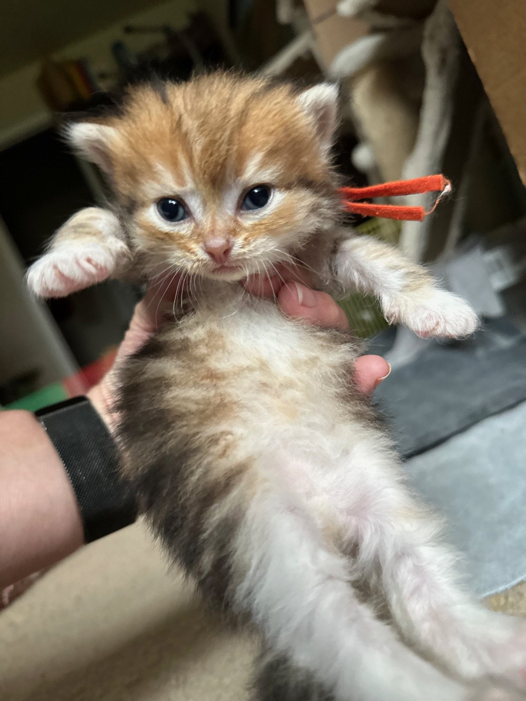 kitten Siberian Cat black white golden tabby Male 1 (aria I) Orange collar) Spellbound Siberian Cats