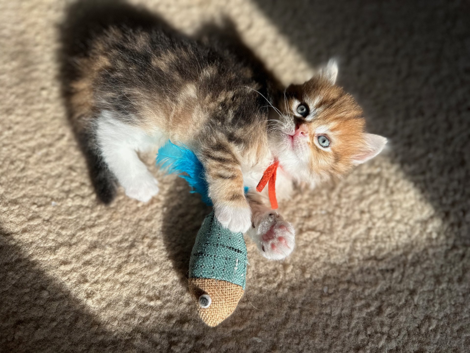 kitten Siberian Cat black white golden tabby Male 1 (aria I) Orange collar) Spellbound Siberian Cats