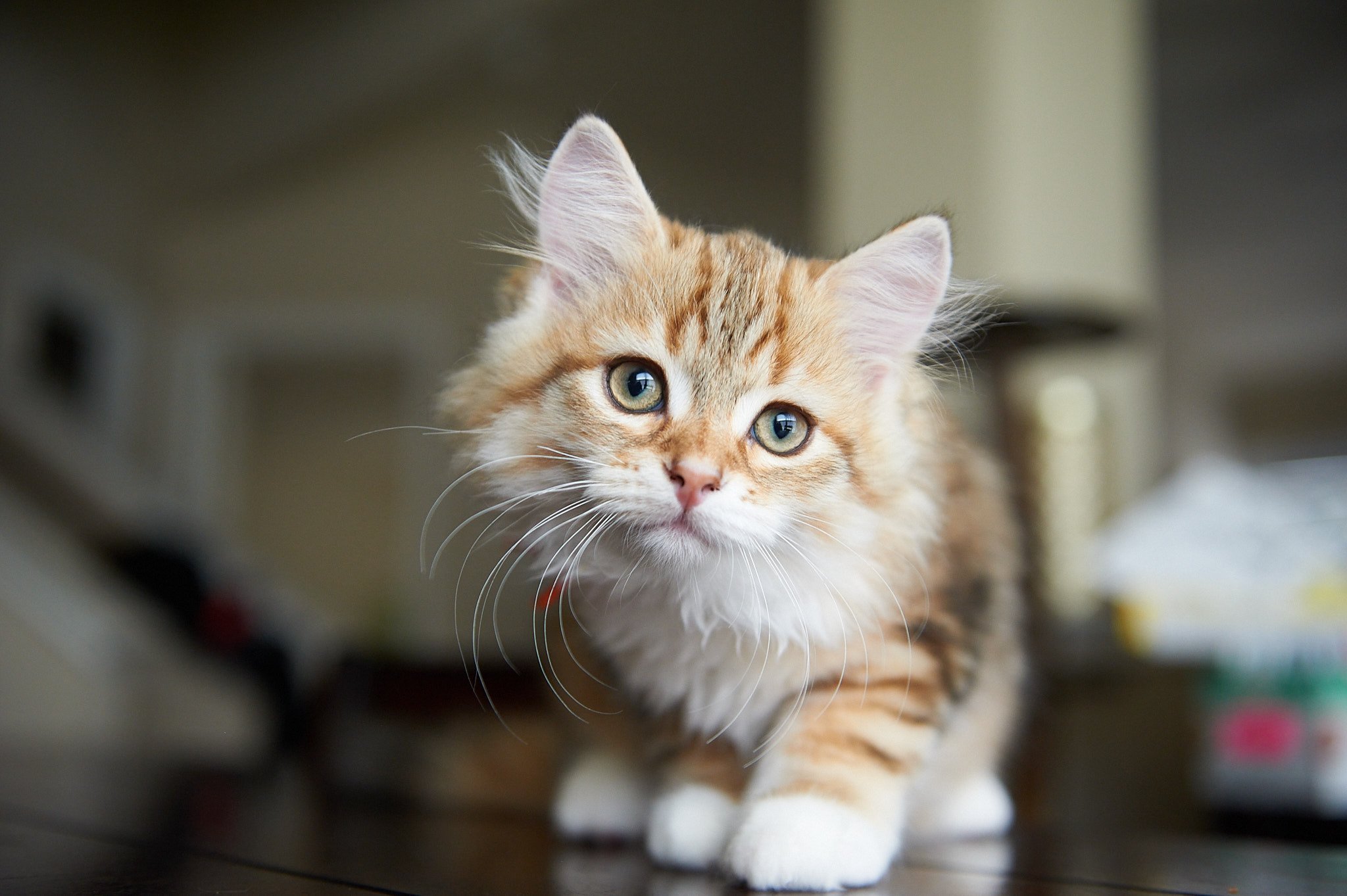 kitten Siberian Cat black white golden tabby Aurum (Aria I) Orange collar Spellbound Siberian Cats
