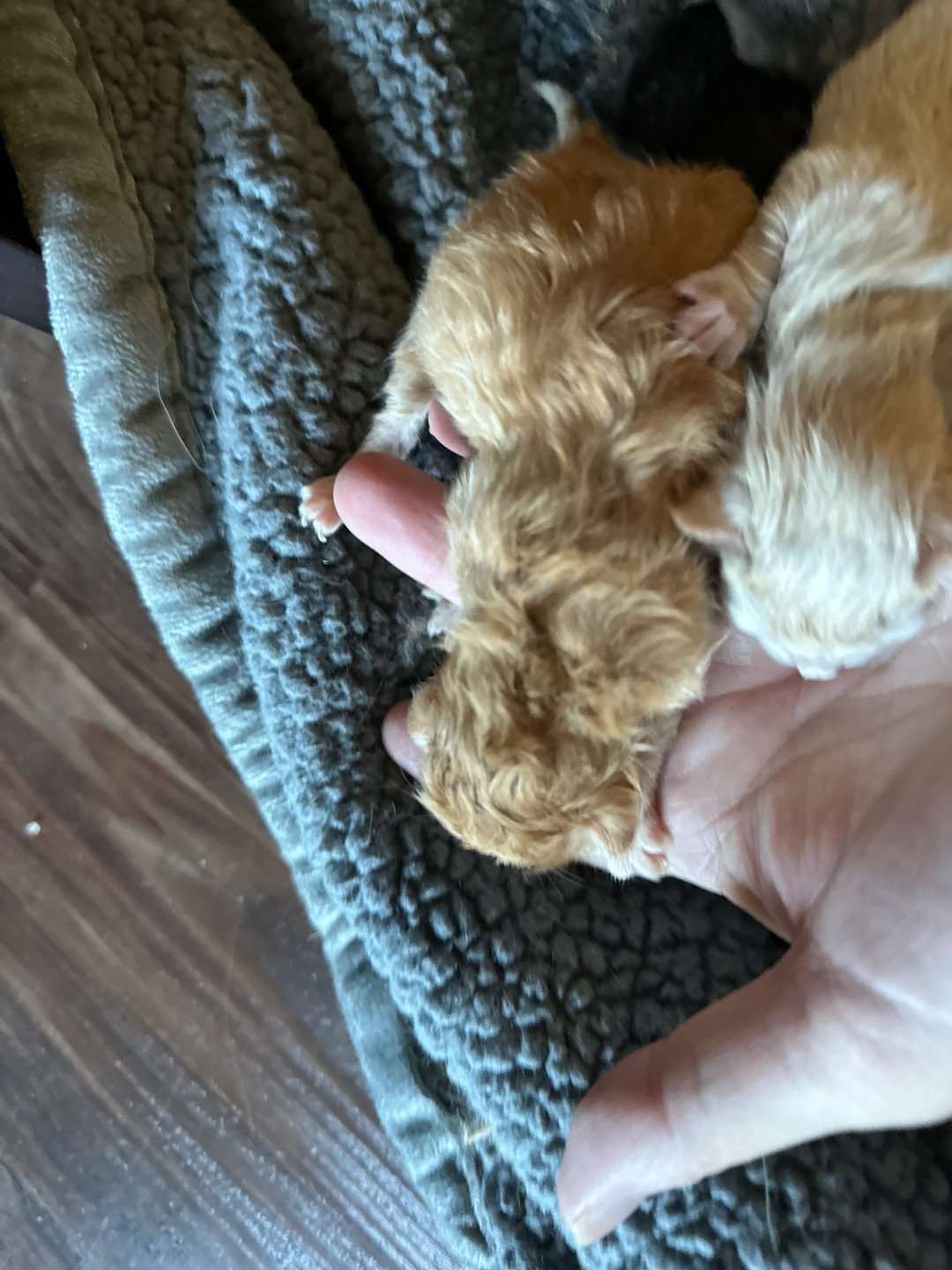 kitten Siberian Cat red tabby Male 1 (Nezabudka C) Spellbound Siberian Cats