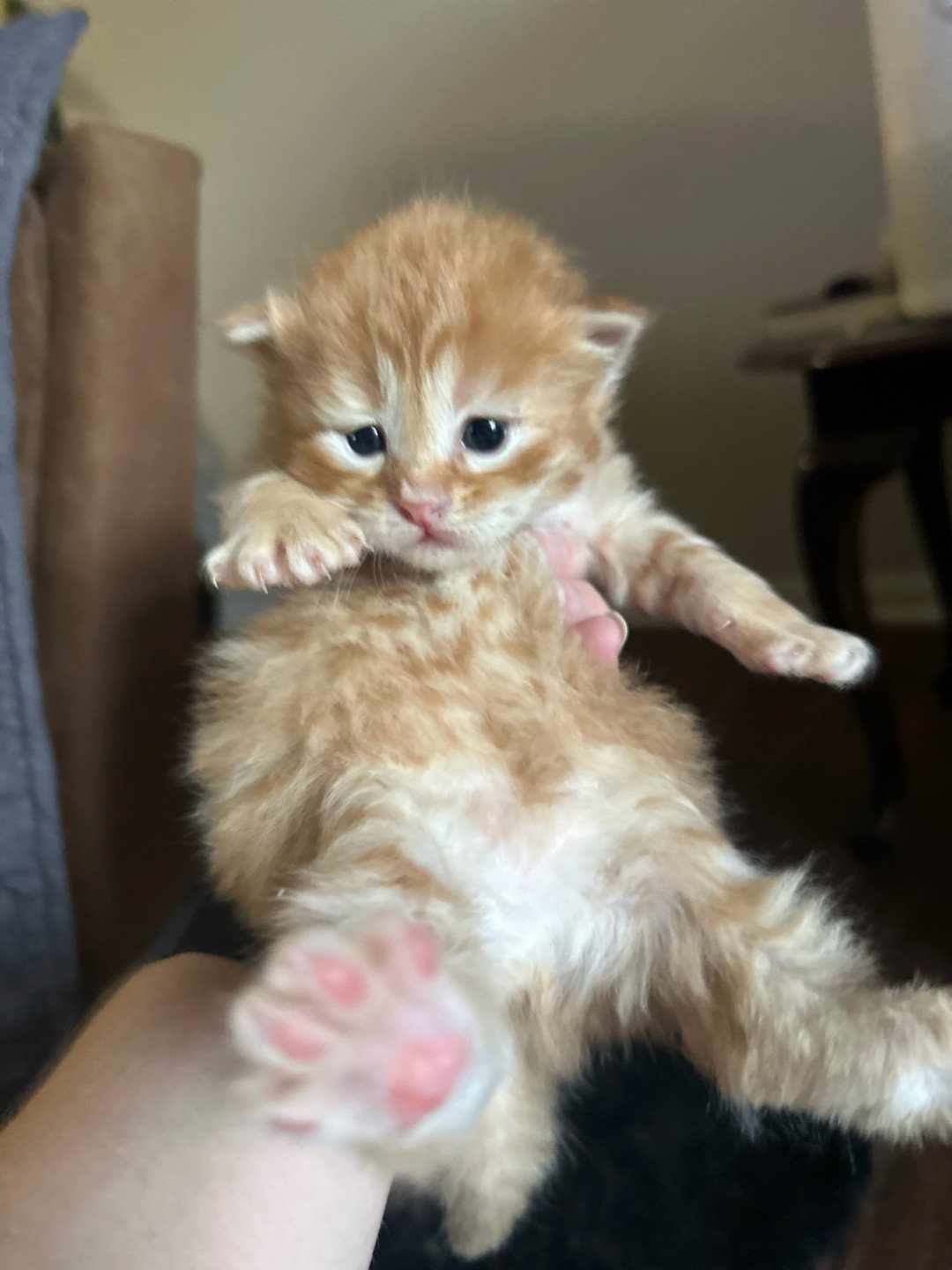 kitten Siberian Cat red tabby Male 1 (Nezabudka C) Spellbound Siberian Cats