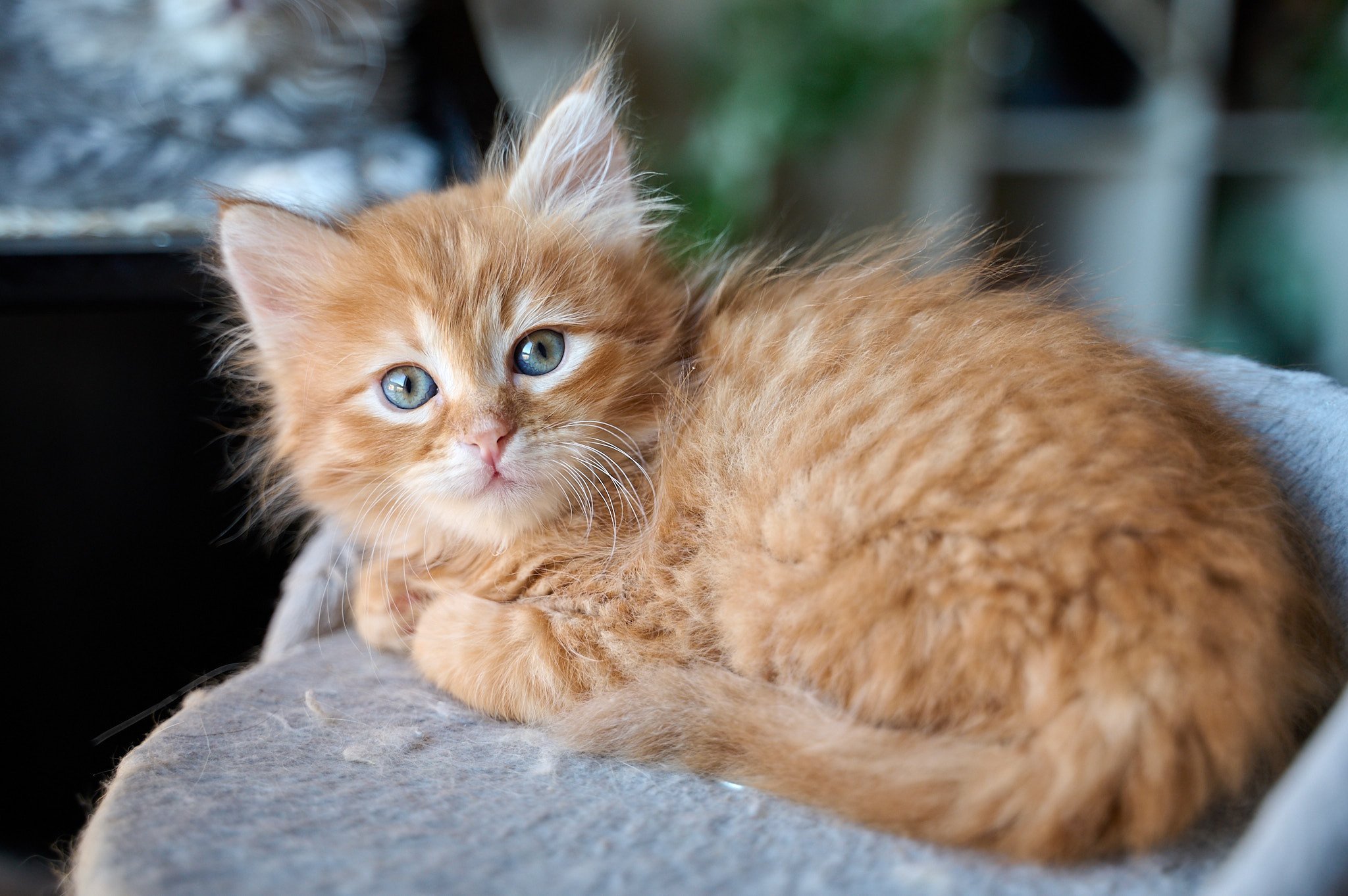 kitten Siberian Cat red tabby Male 1 (Nezabudka C) Spellbound Siberian Cats