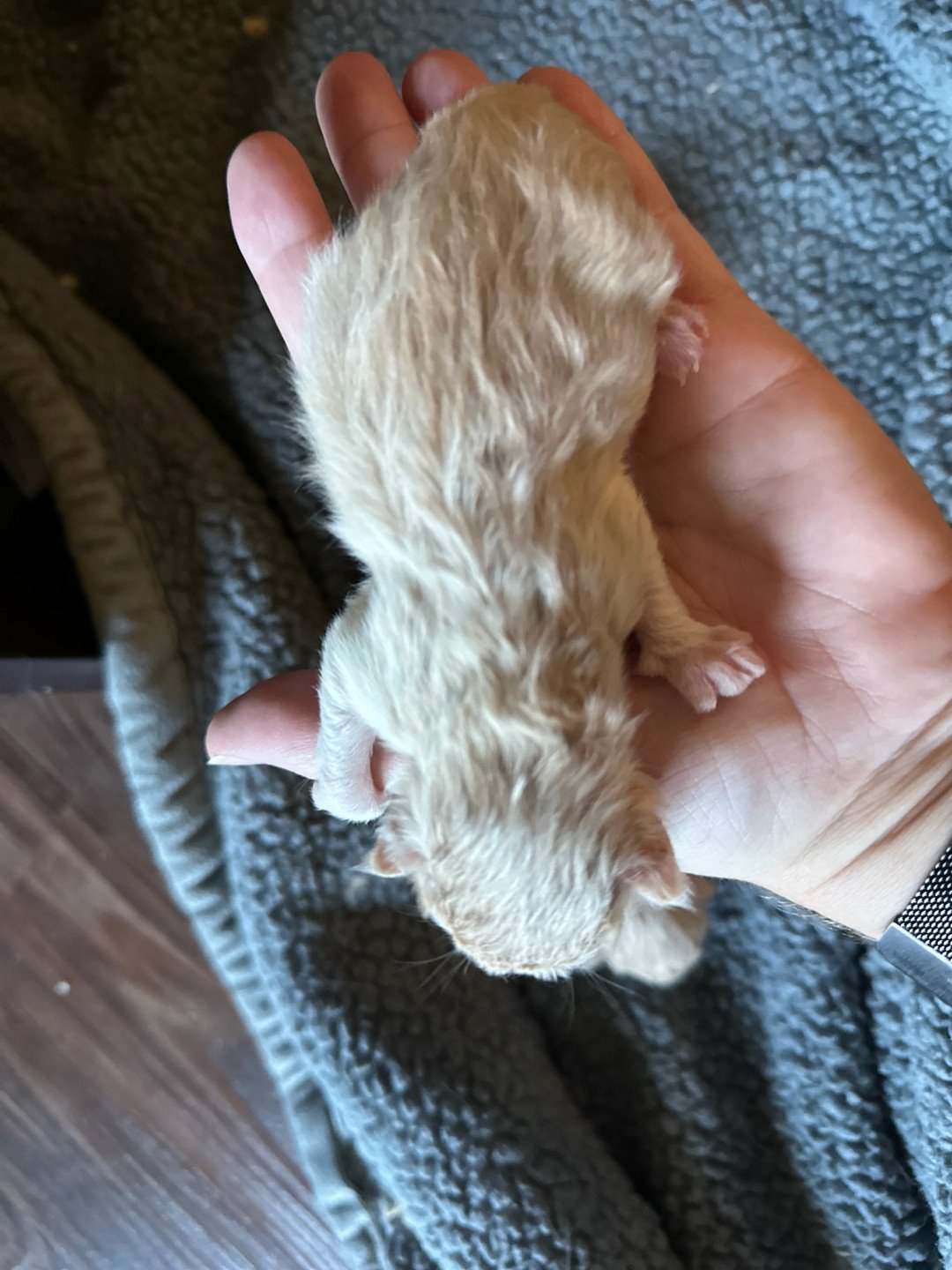 kitten Siberian Cat red tabby Male 2 (Nezabudka C) Spellbound Siberian Cats