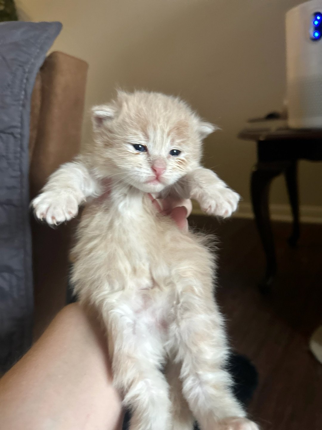 kitten Siberian Cat red tabby Male 2 (Nezabudka C) Spellbound Siberian Cats