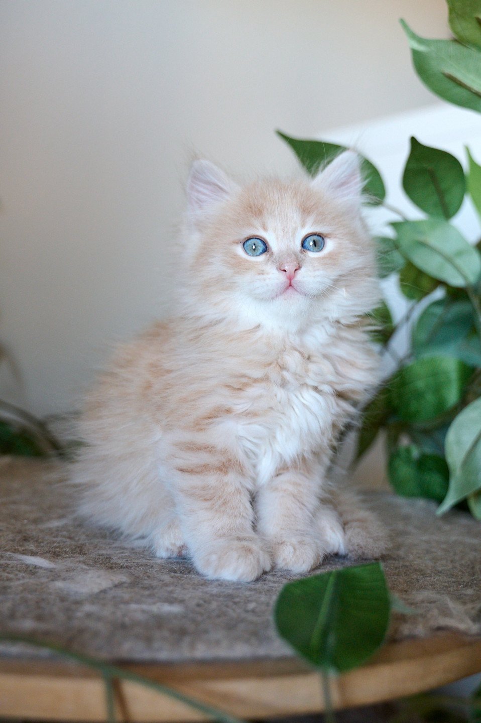 kitten Siberian Cat red tabby Male 2 (Nezabudka C) Spellbound Siberian Cats