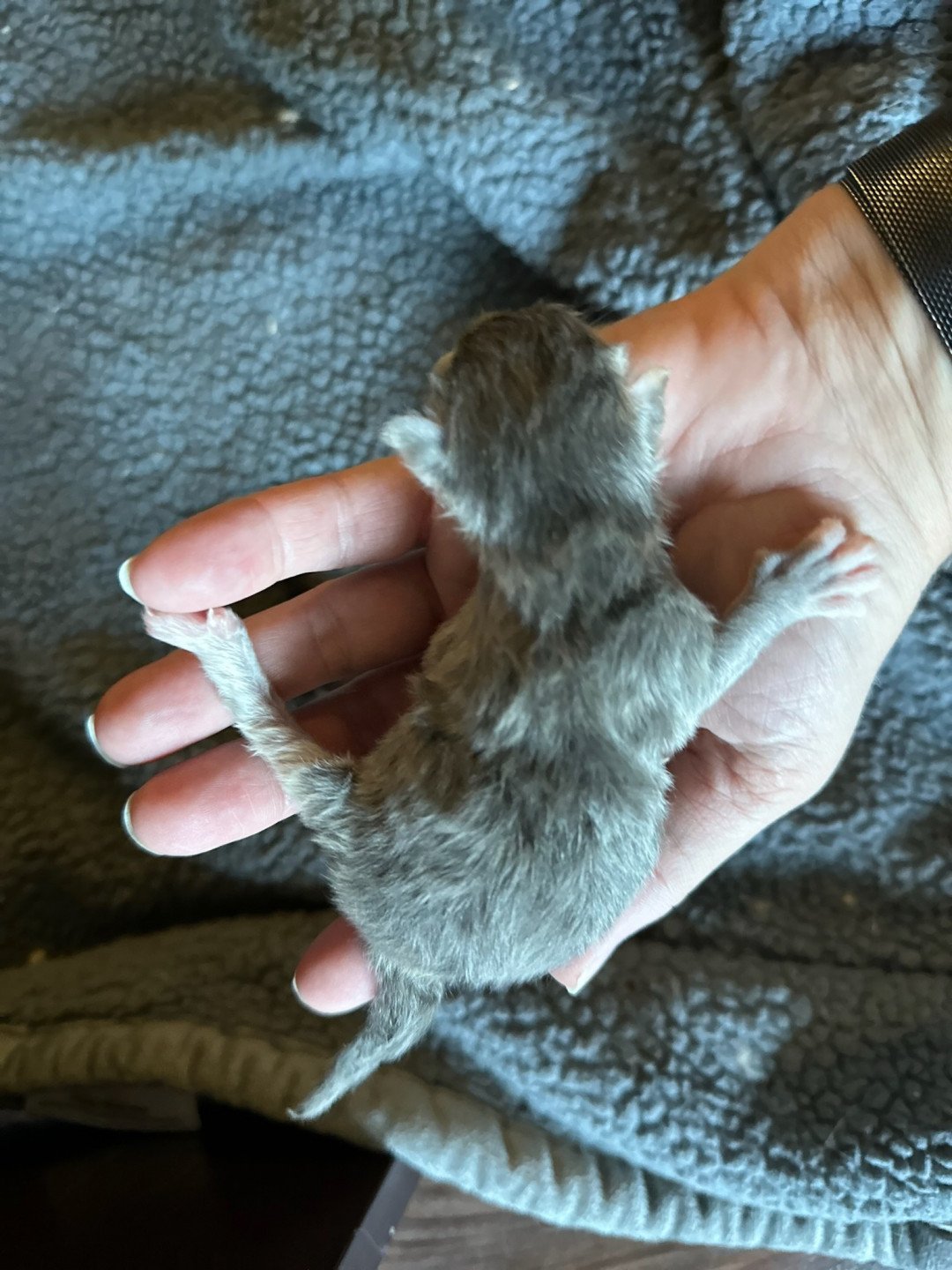 kitten Siberian Cat silver tabby Male 2 (Nezabudka C) Spellbound Siberian Cats