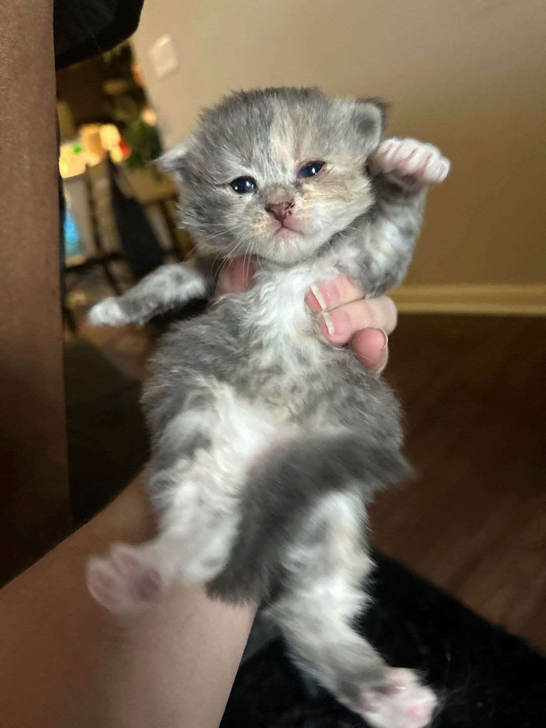 kitten Siberian Cat silver tabby Female 2 (Nezabudka C) Spellbound Siberian Cats
