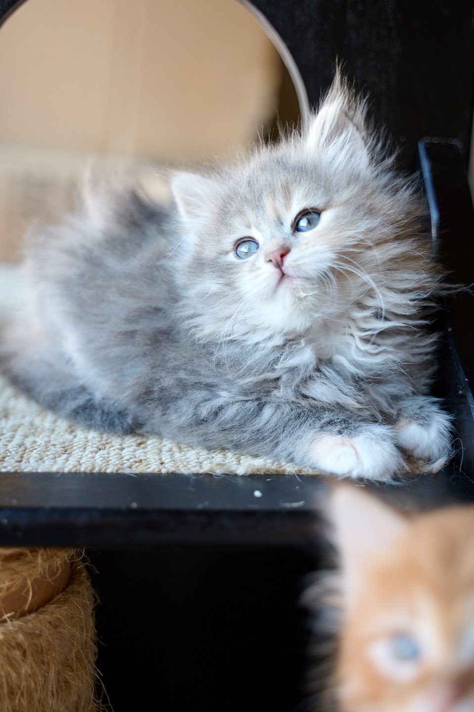 kitten Siberian Cat silver tabby Female 2 (Nezabudka C) Spellbound Siberian Cats