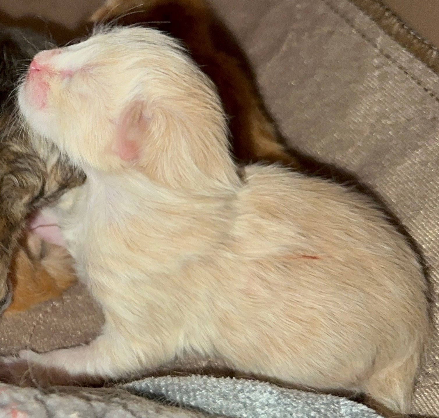 kitten Siberian Cat cream tabby Male 3 (Nezabudka B) Spellbound Siberian Cats