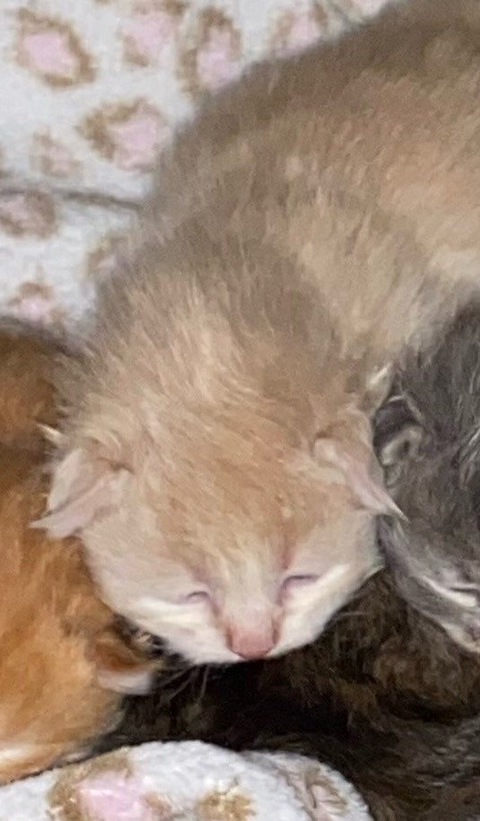 kitten Siberian Cat cream tabby Male 3 (Nezabudka B) Spellbound Siberian Cats