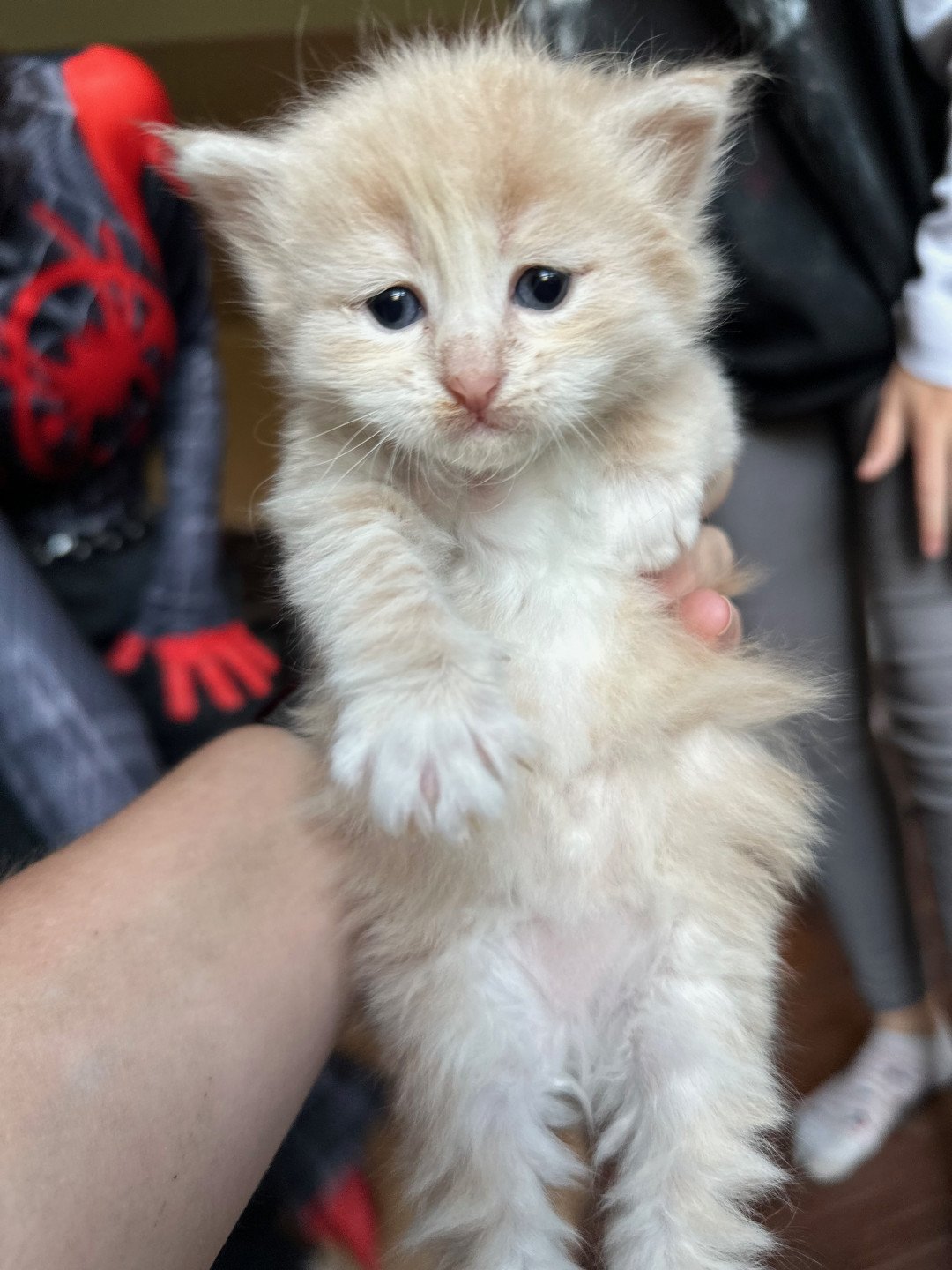 kitten Siberian Cat cream tabby Male 3 (Nezabudka B) Spellbound Siberian Cats