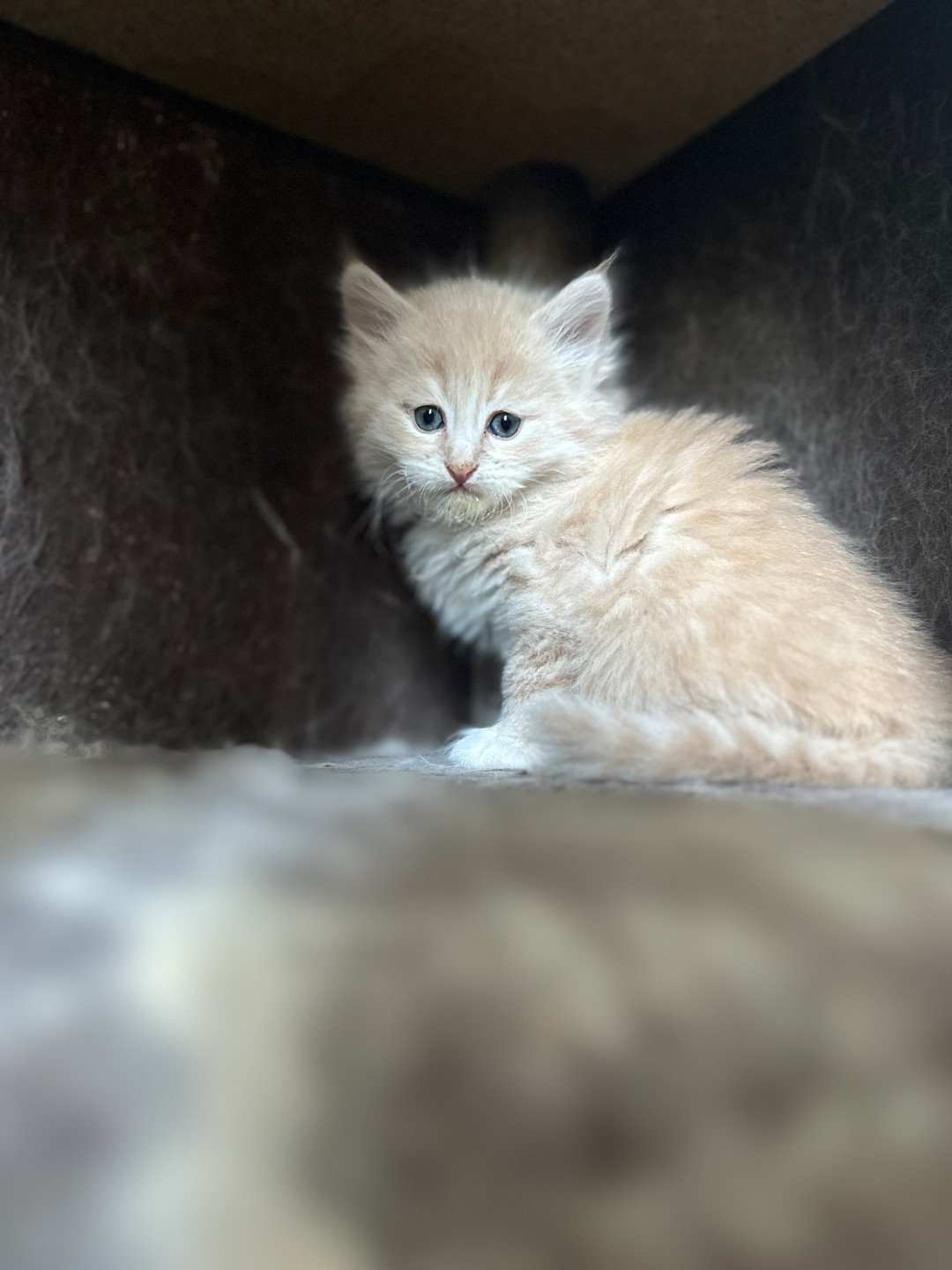 kitten Siberian Cat cream tabby Male 3 (Nezabudka B) Spellbound Siberian Cats