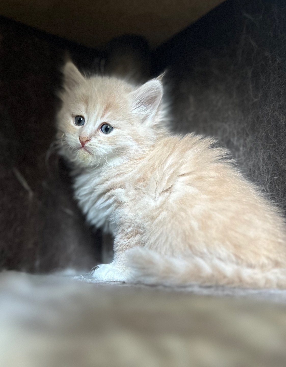kitten Siberian Cat cream tabby Male 3 (Nezabudka B) Spellbound Siberian Cats