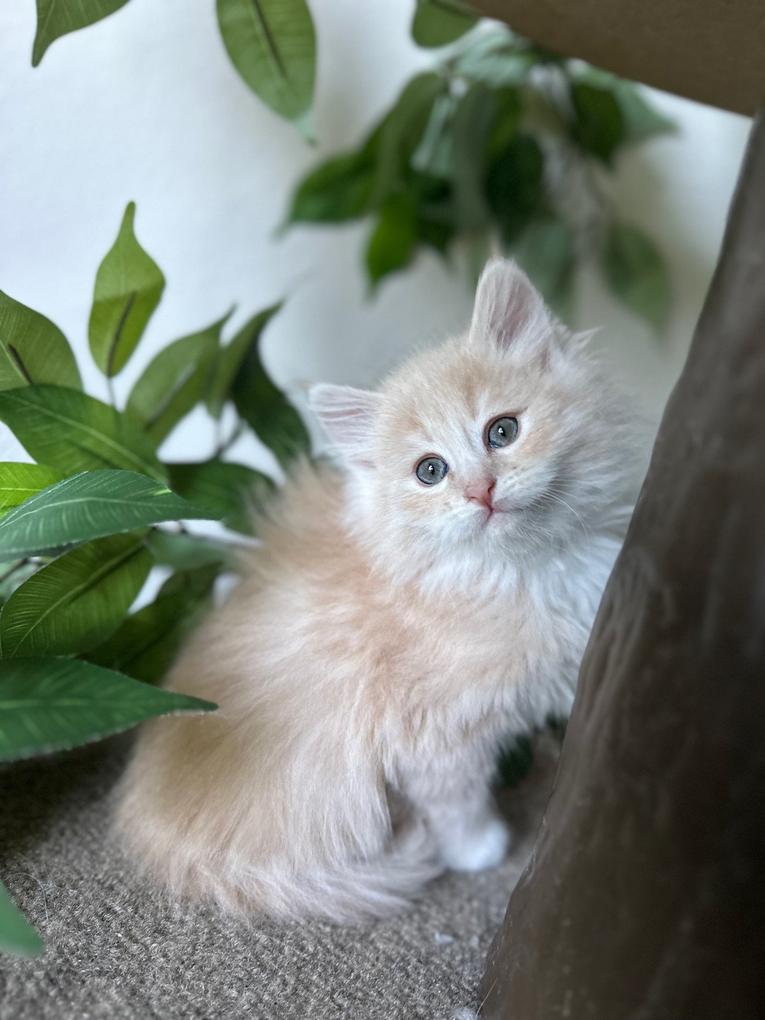 kitten Siberian Cat cream tabby Male 3 (Nezabudka B) Spellbound Siberian Cats