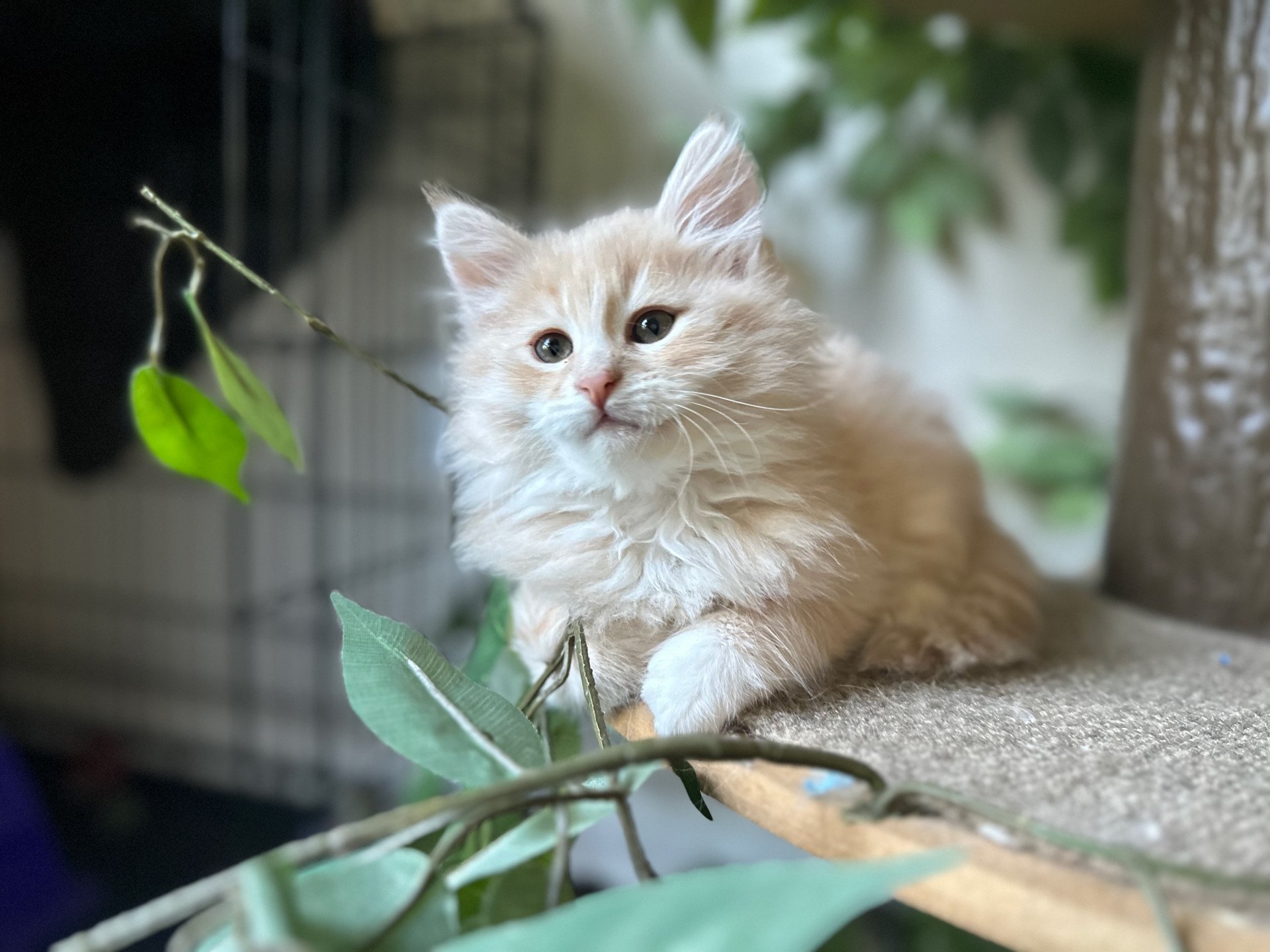 kitten Siberian Cat cream tabby Male 3 (Nezabudka B) Spellbound Siberian Cats