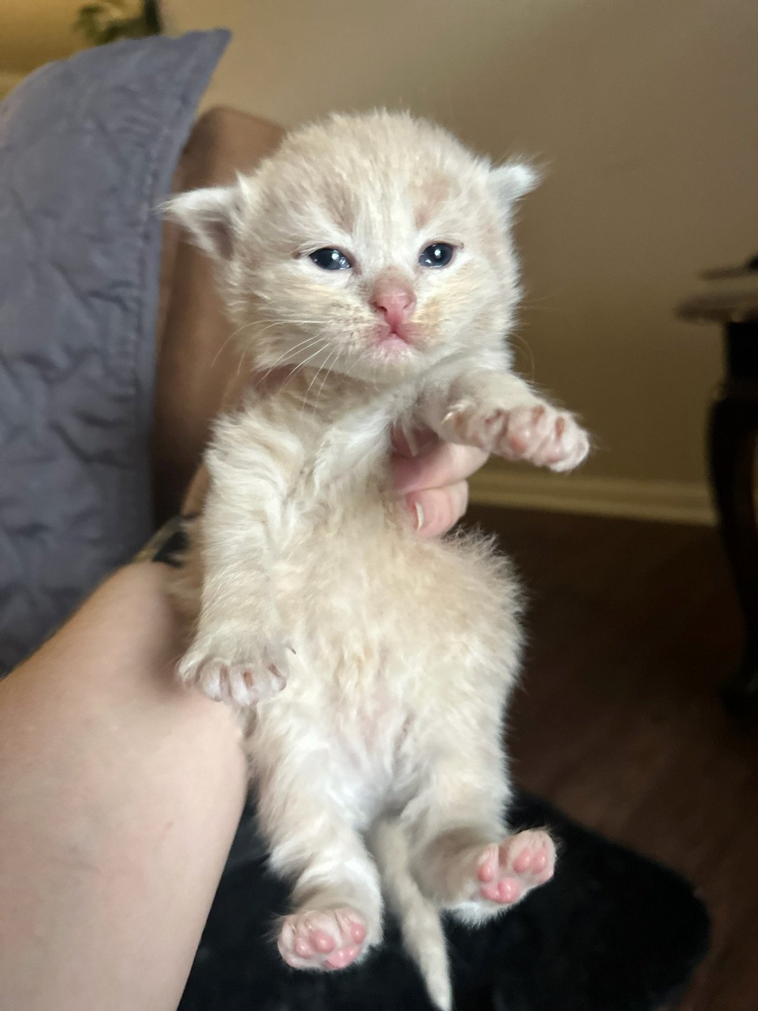 kitten Siberian Cat red tabby Male 3 (Nezabudka C) Spellbound Siberian Cats