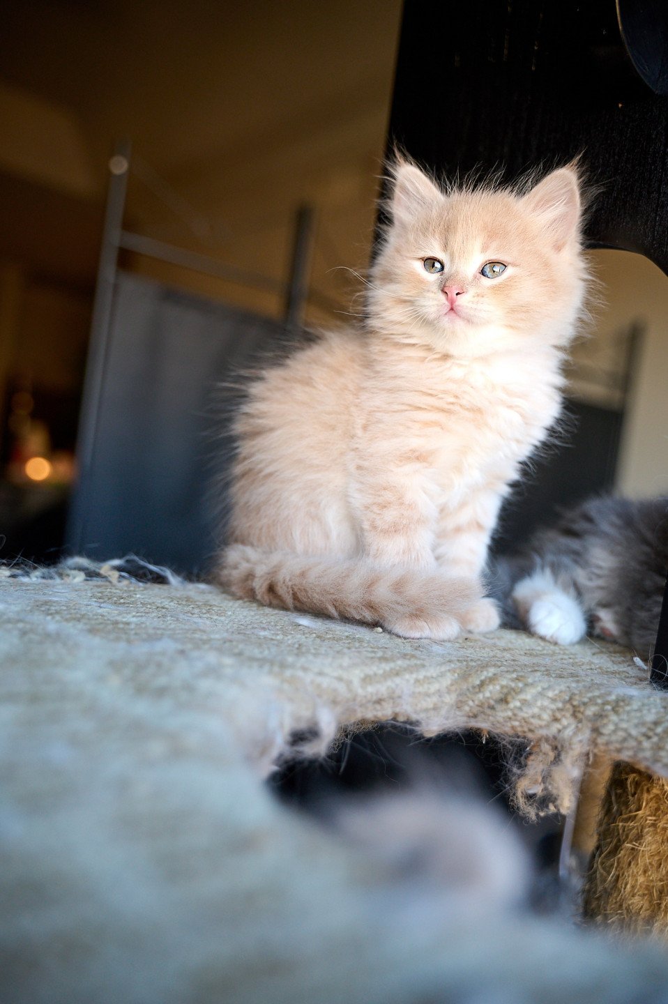 kitten Siberian Cat red tabby Male 3 (Nezabudka C) Spellbound Siberian Cats