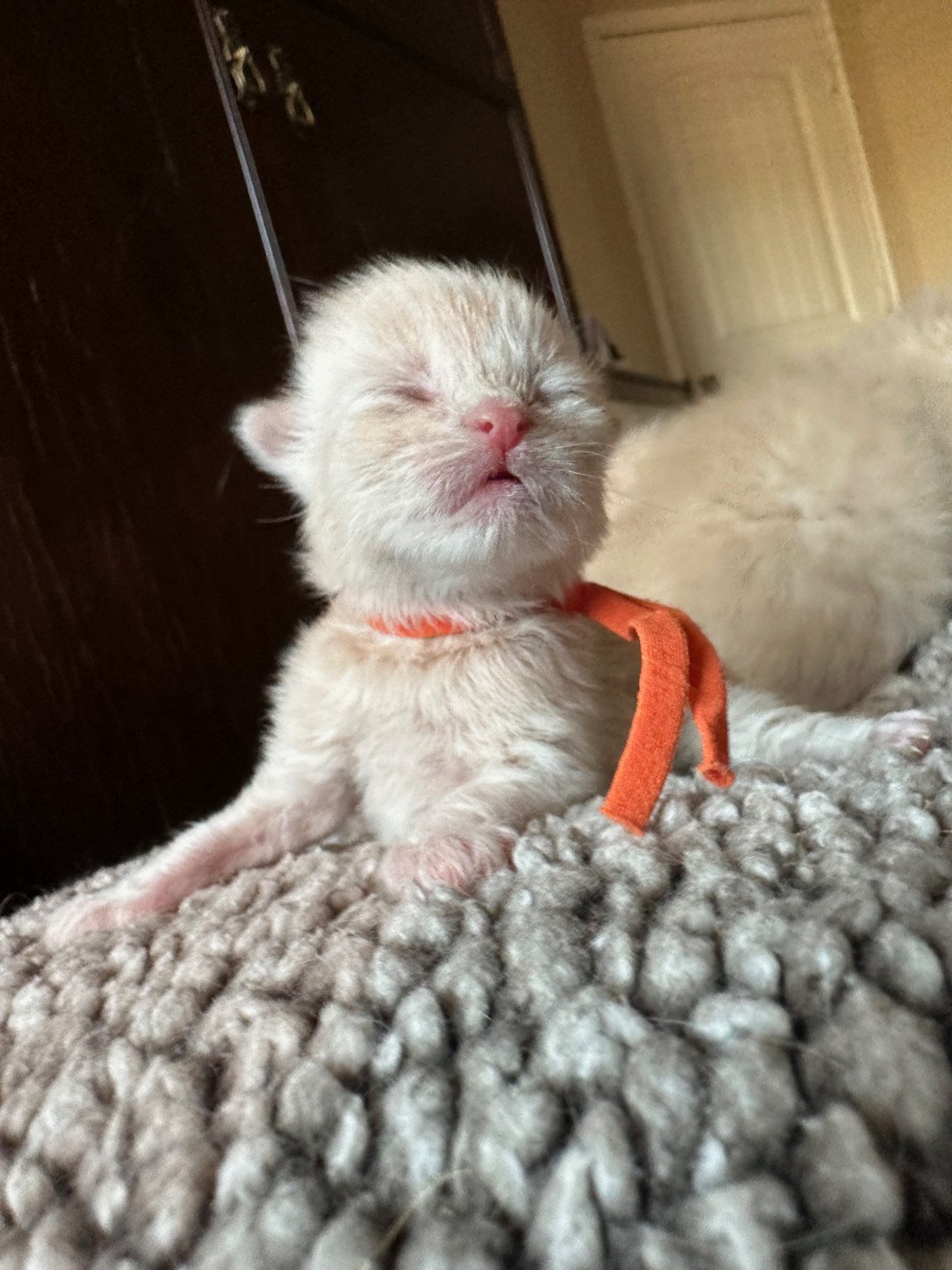 kitten Siberian Cat red tabby Orange Collar (Lirra B) Spellbound Siberian Cats
