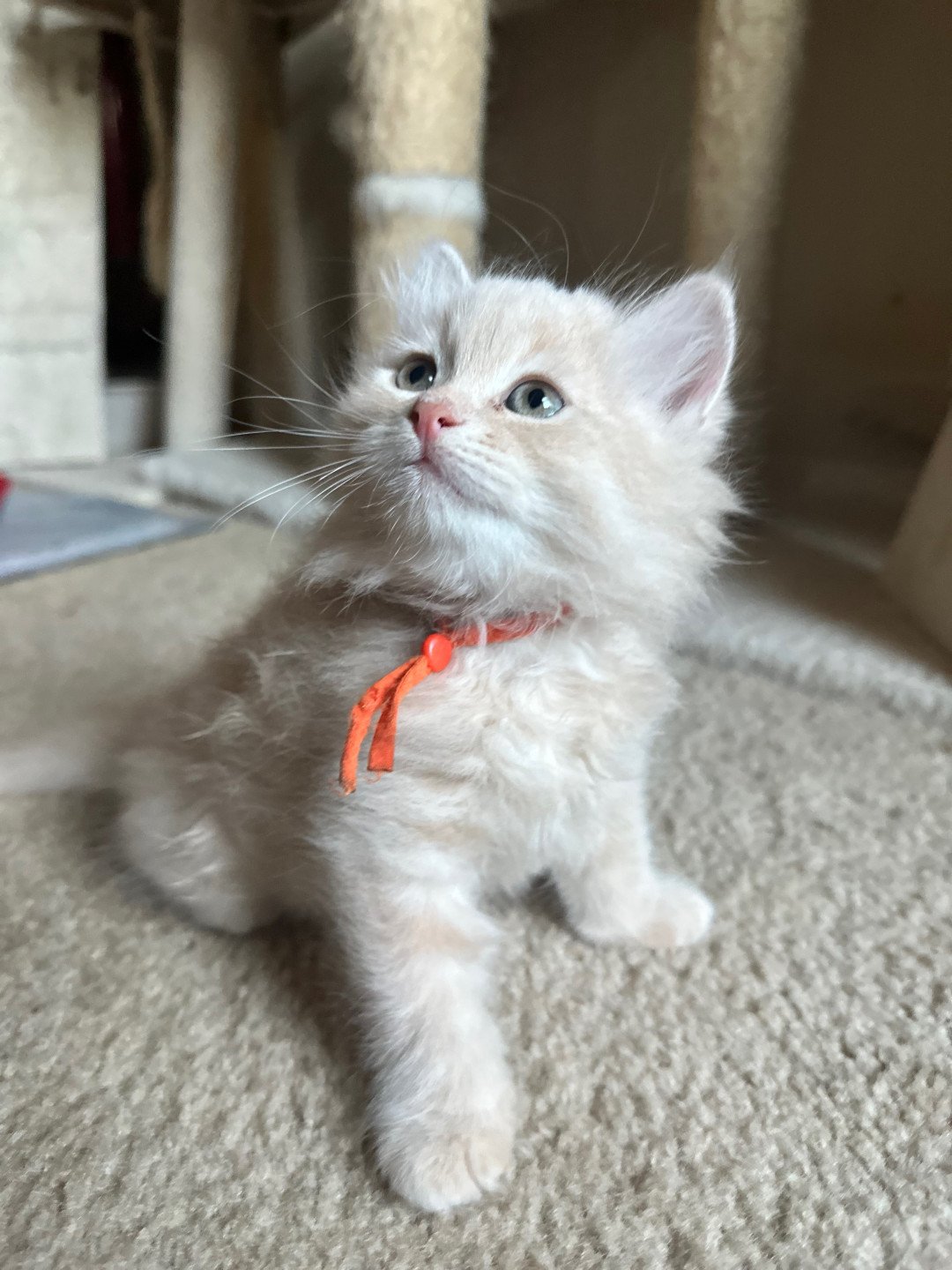 kitten Siberian Cat red tabby Orange Collar (Lirra B) Spellbound Siberian Cats