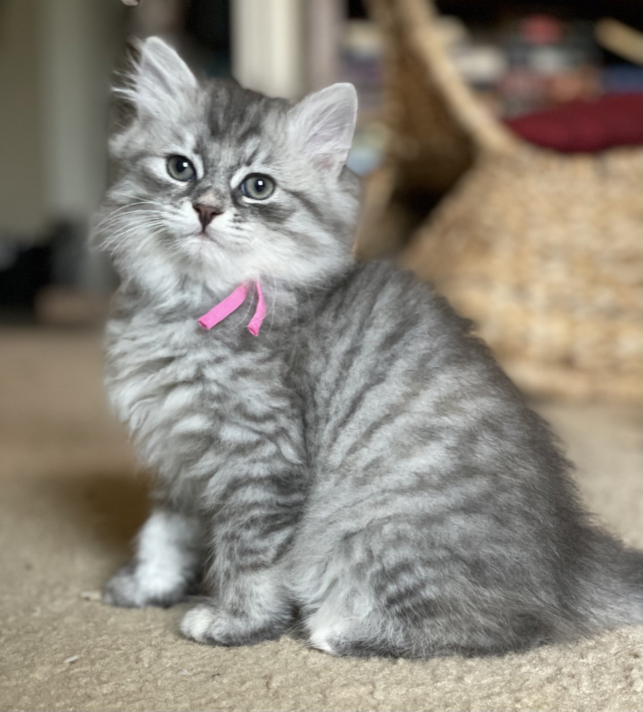 SpellboundSC Lirra Siberian Cat cat United States